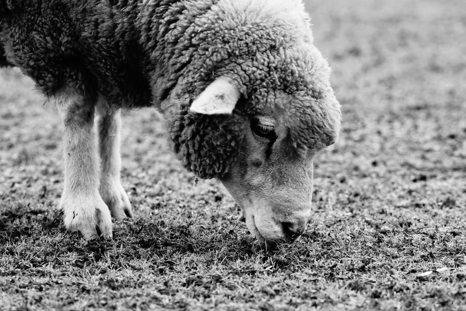 Black and white photo of a sheep grazing