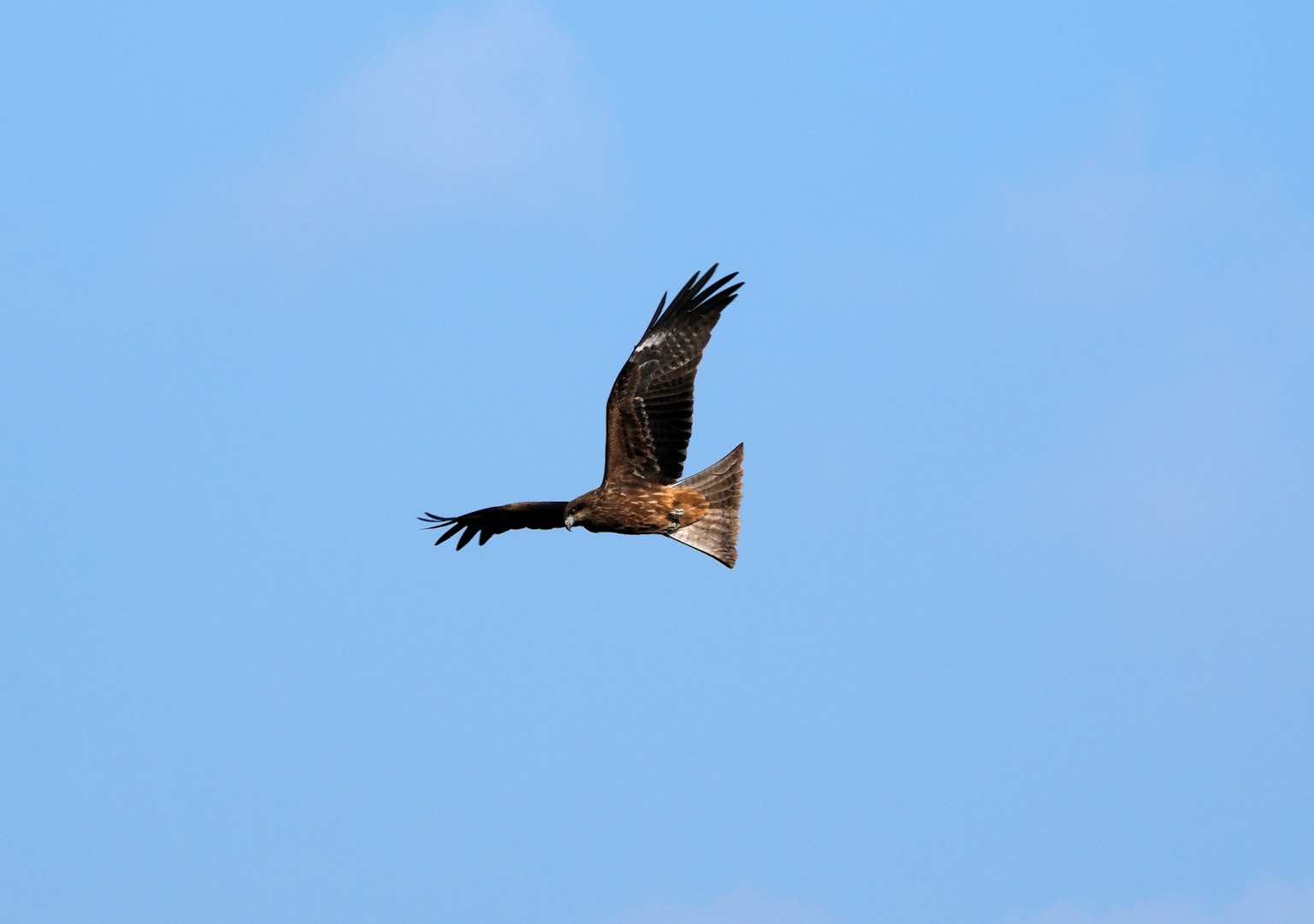 A hawk soaring against a blue sky