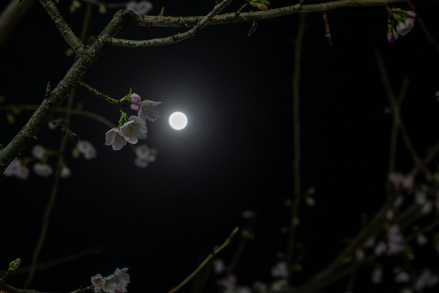 Luna piena che brilla tra i fiori di ciliegio di notte
