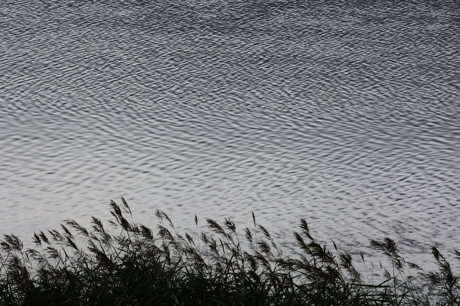 Superficie d'acqua calma con silhouette d'erba che oscillano nel vento