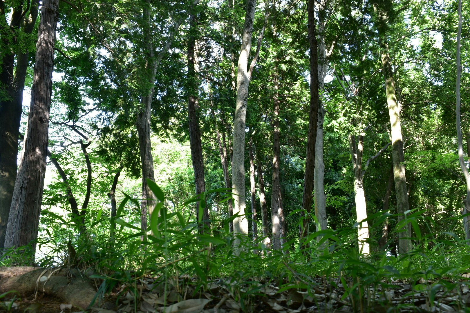森林の木々と雑草が広がる自然の地面