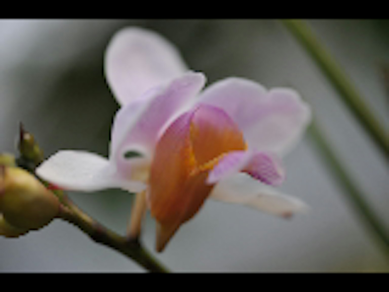 特写的兰花，带有淡紫色花瓣和橙色唇部