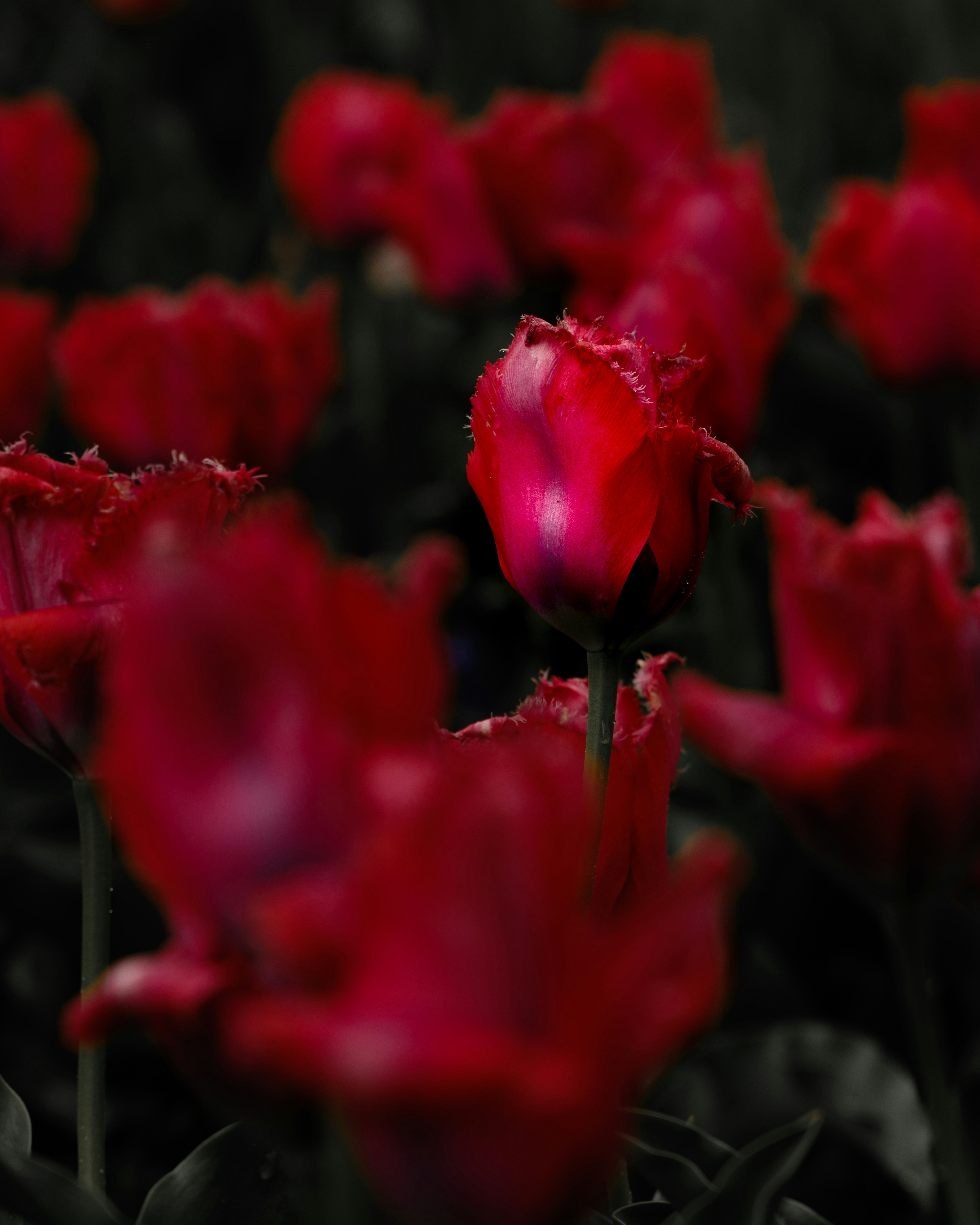 Tulipes rouges en pleine floraison, en grappes