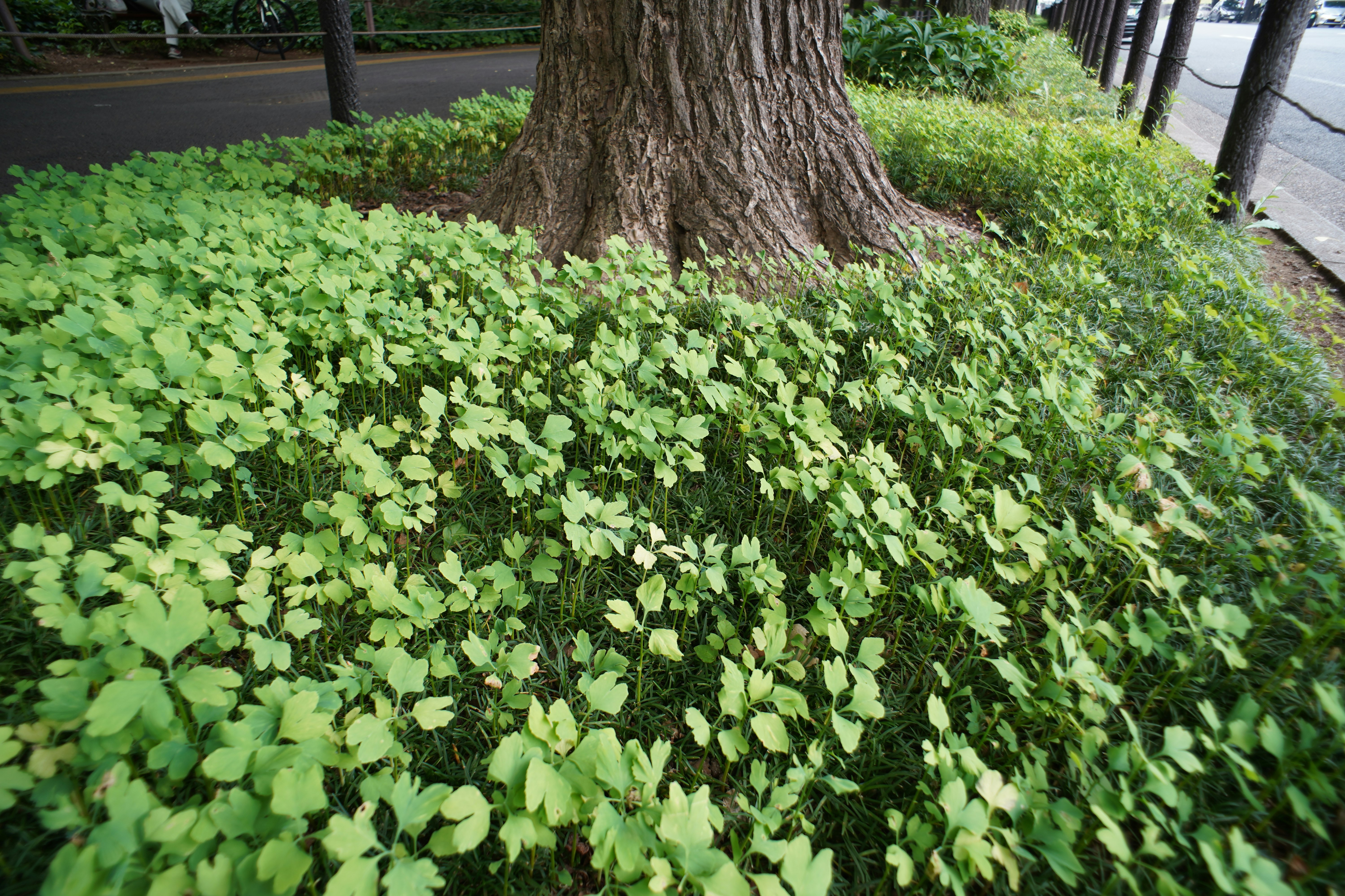 覆蓋樹根基部的綠色地被植物