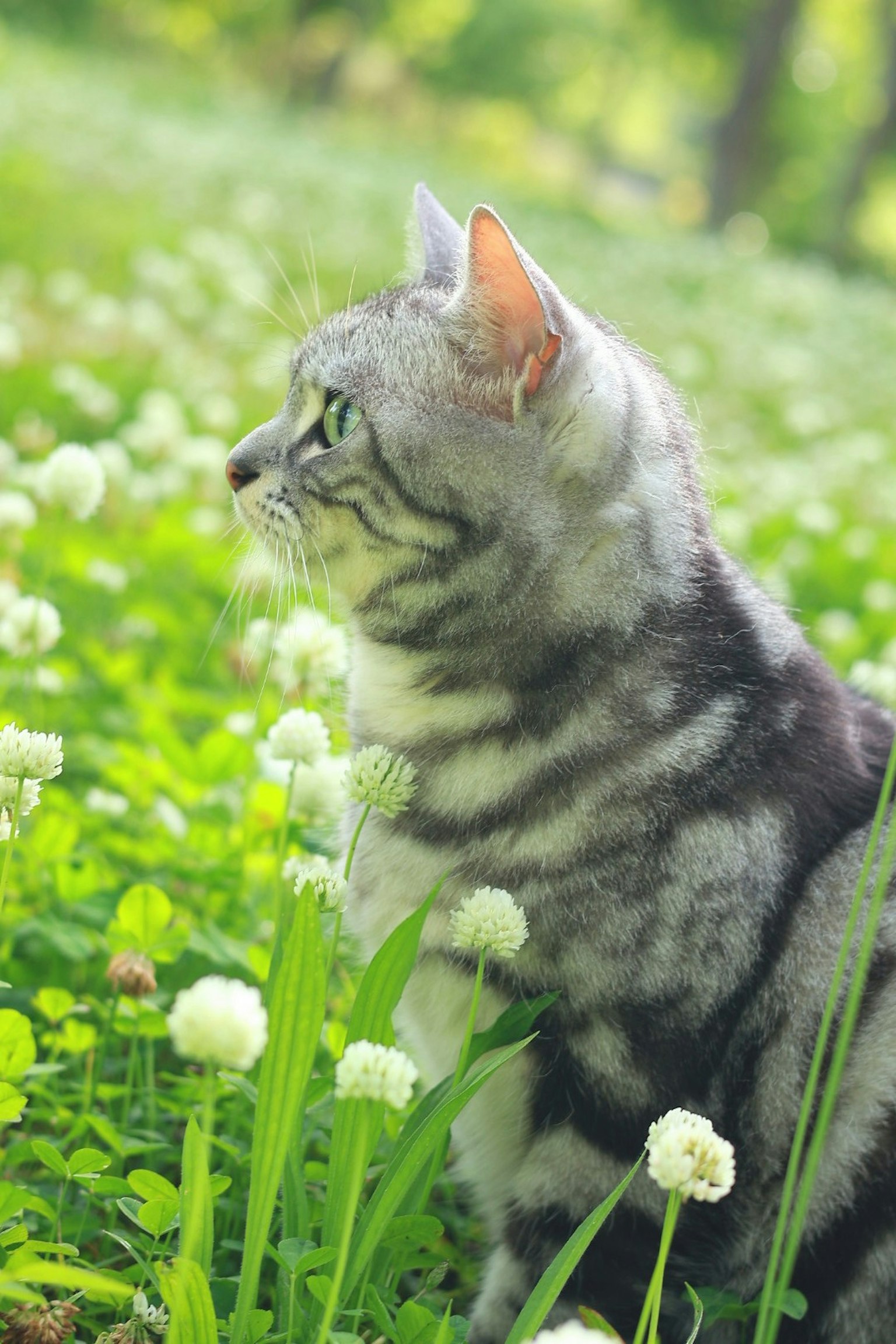 Tampilan profil kucing perak yang duduk di rumput hijau di antara bunga putih