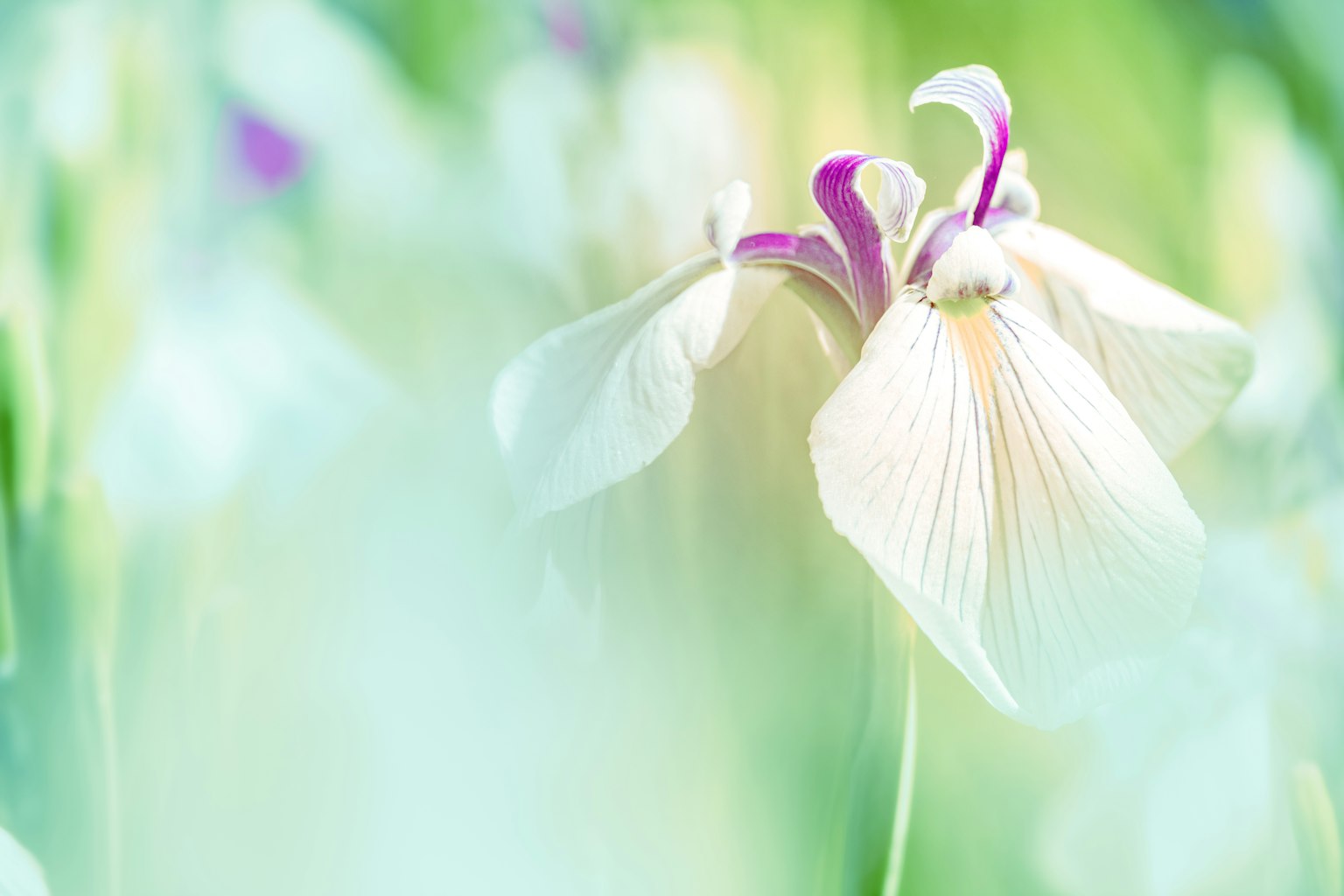 Un fiore bianco con petali morbidi spicca su uno sfondo verde