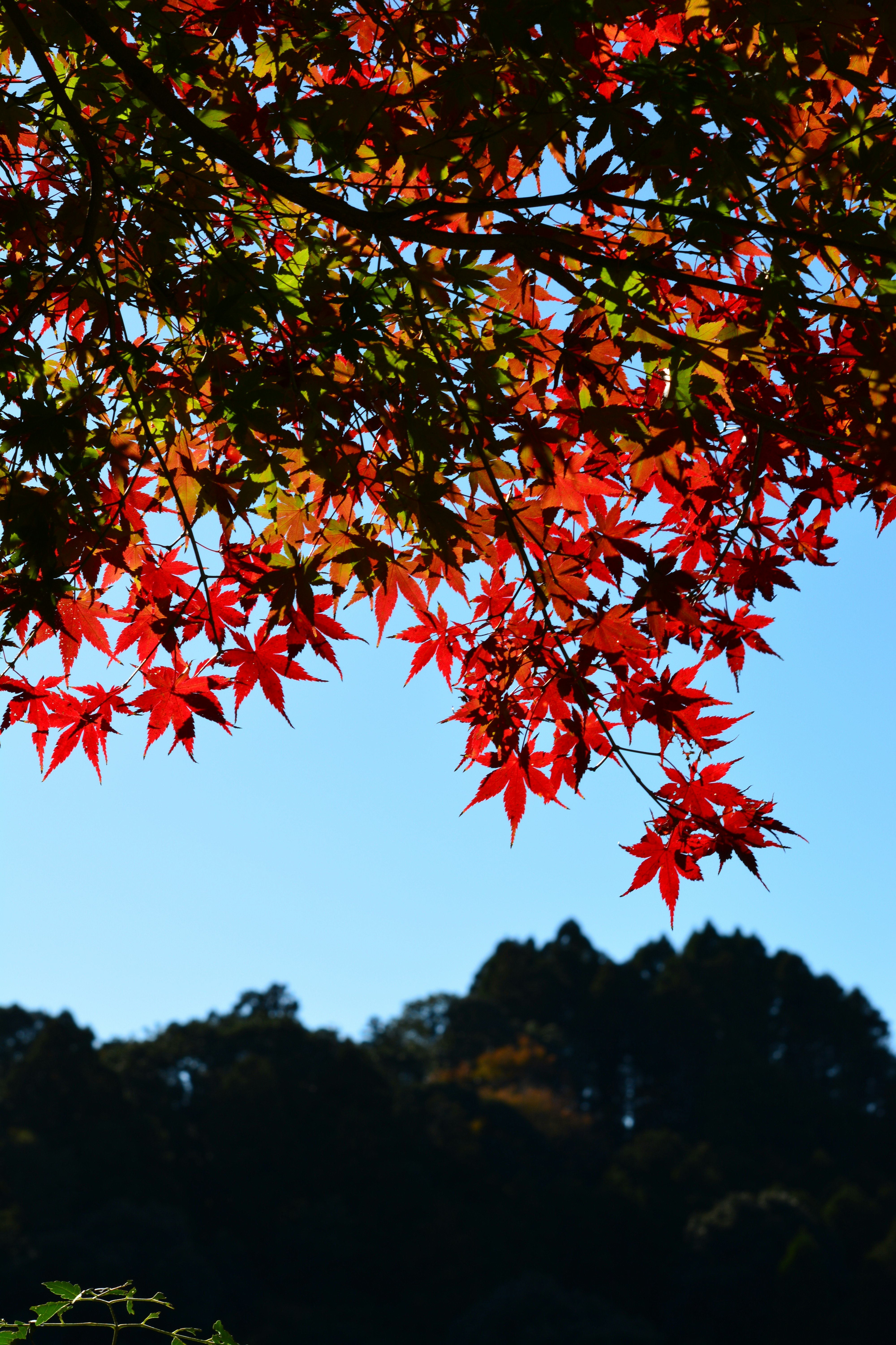 晩秋の紅葉と落葉が広がる空の下の風景