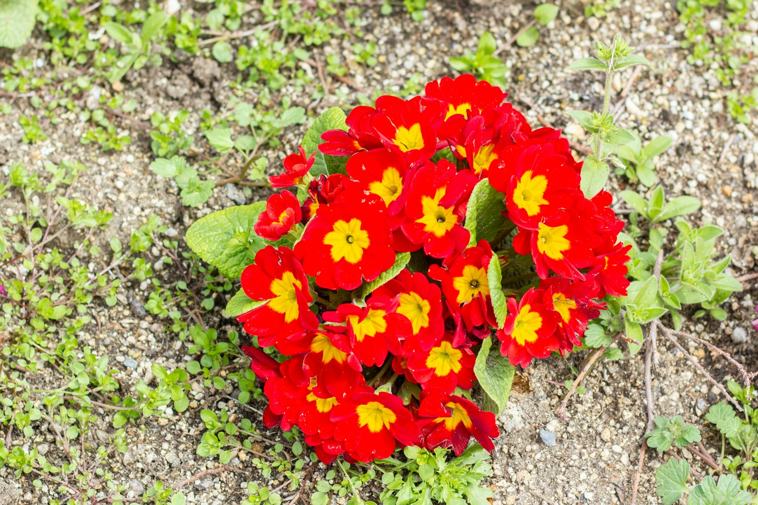 一叢紅色和黃色的報春花在地面上盛開