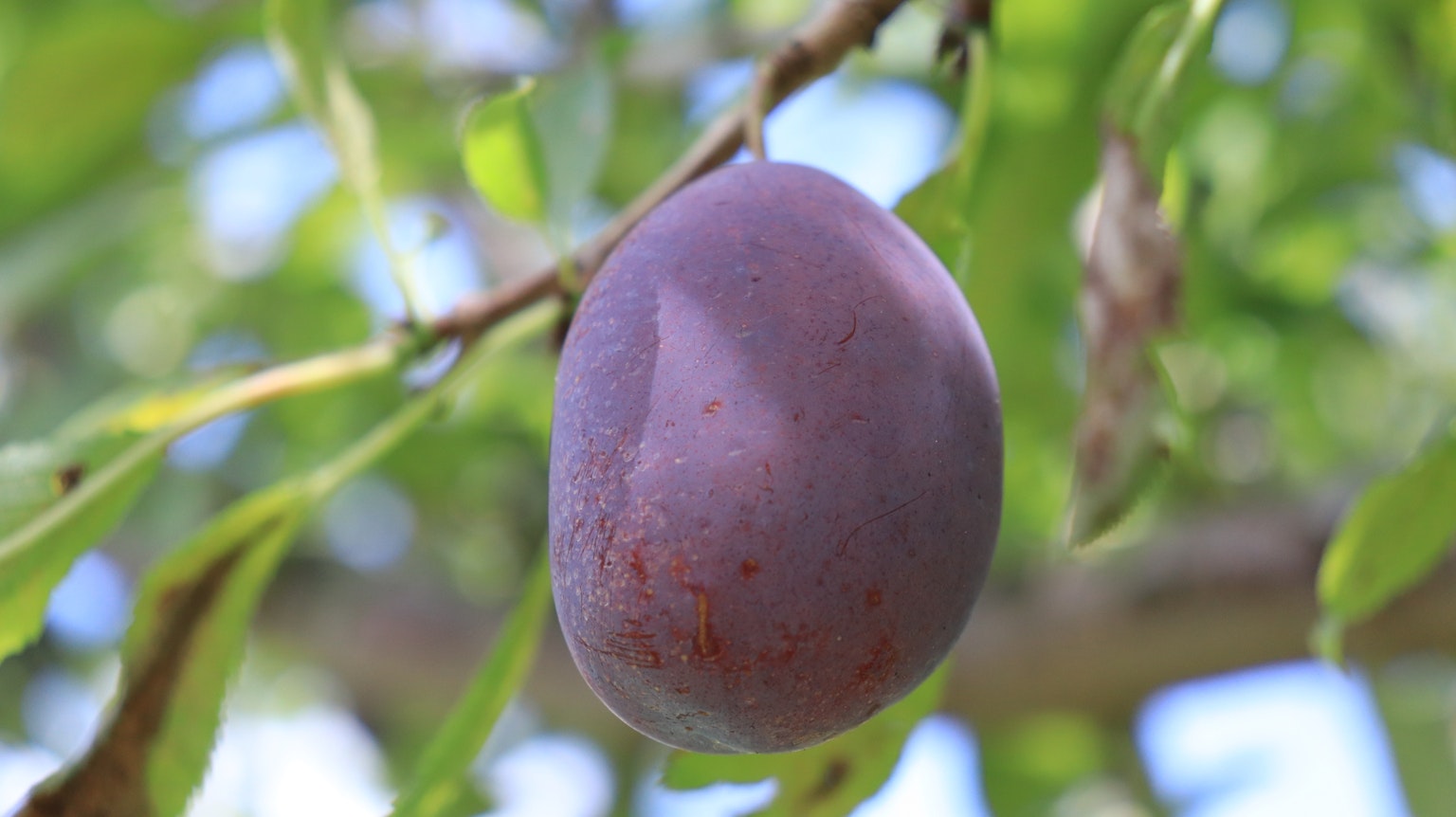 Una prugna viola appesa a un ramo tra le foglie verdi