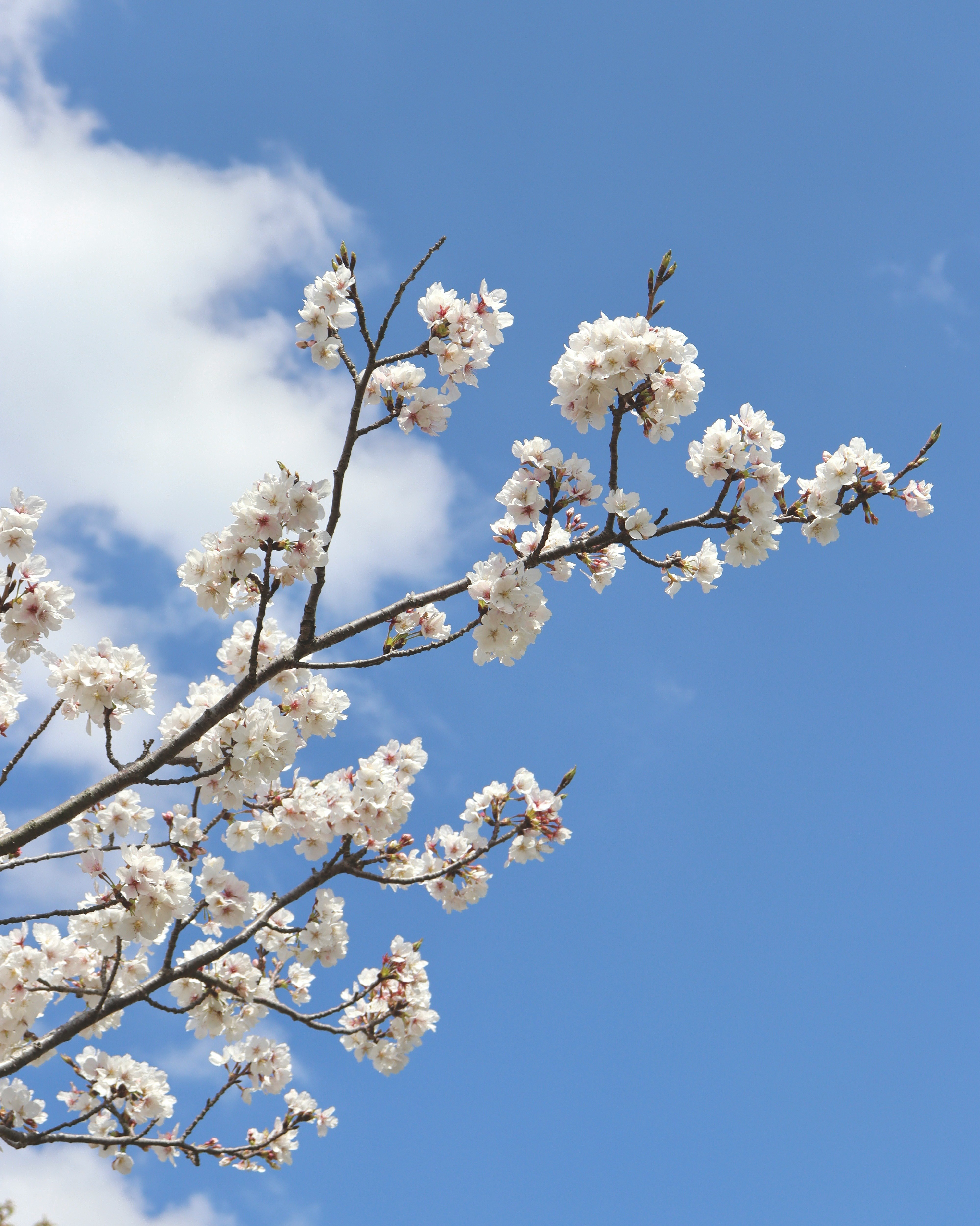 青空に咲く白い桜の花の枝