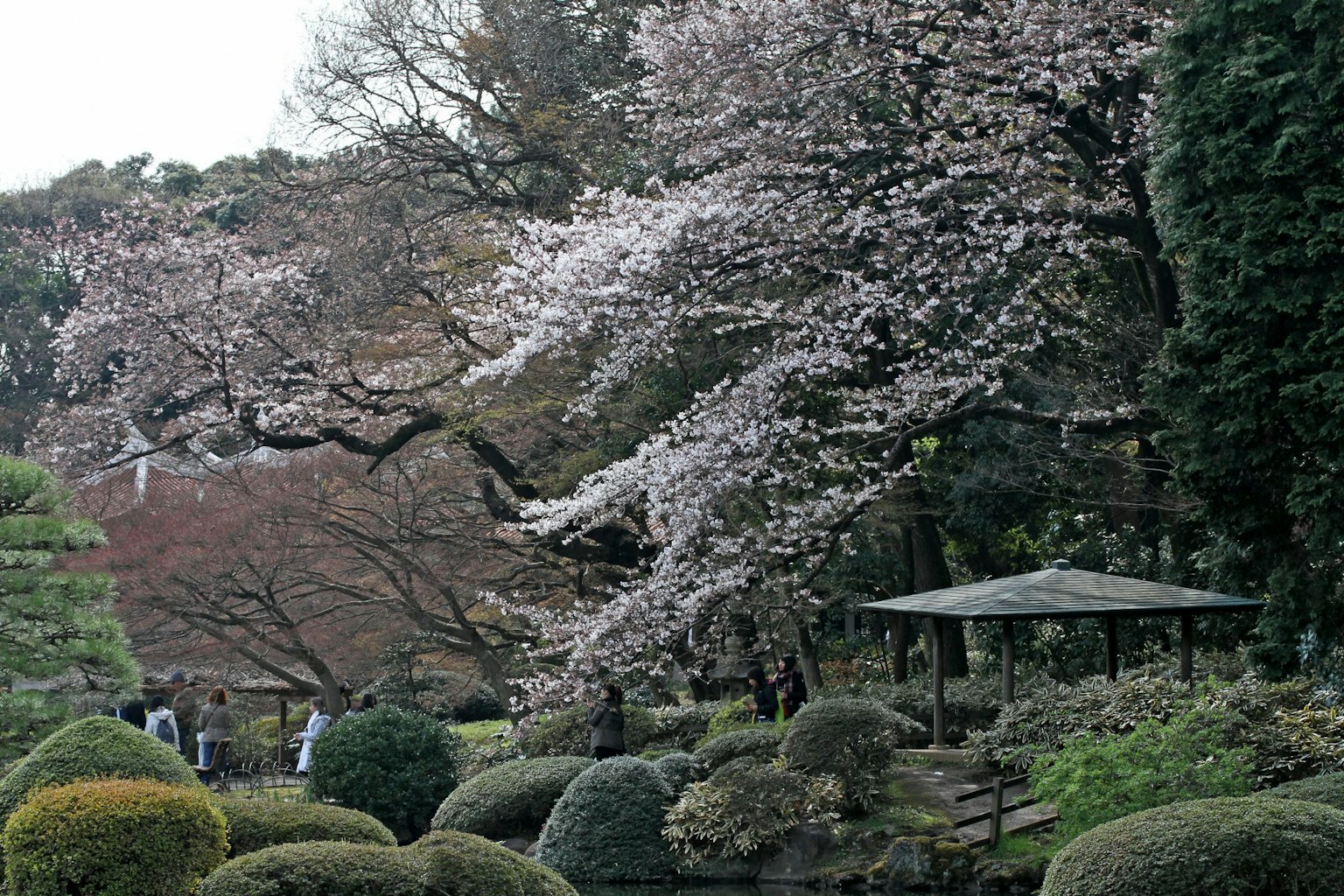 Japanese garden scene featuring blooming cherry trees