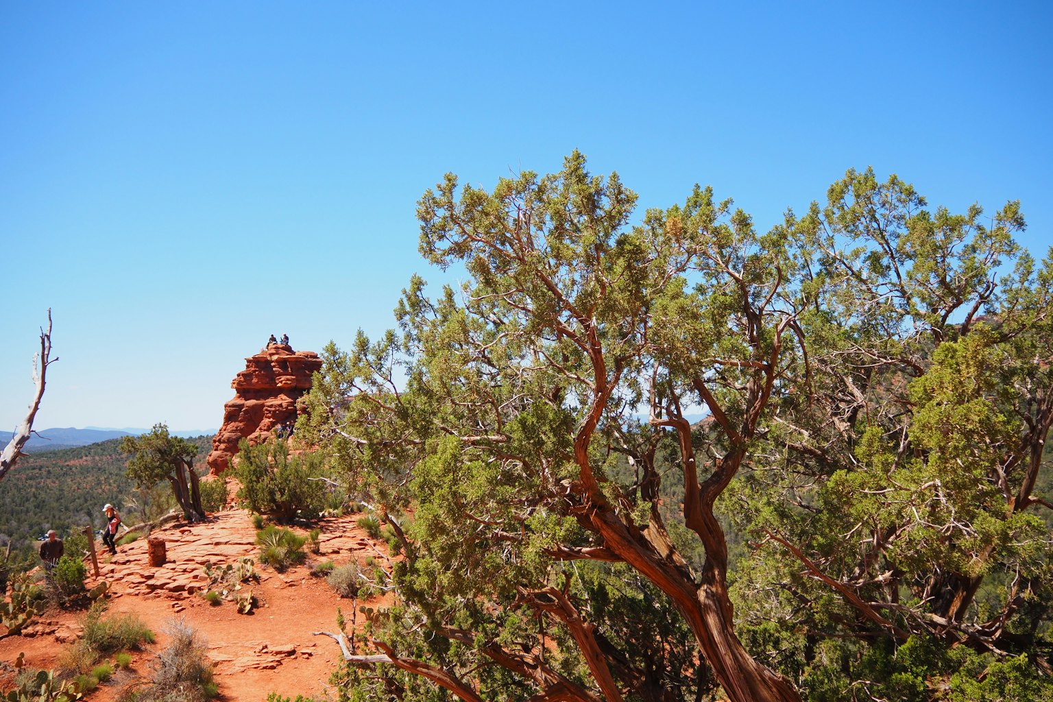 Paesaggio con rocce rosse e alberi verdi sotto un cielo blu