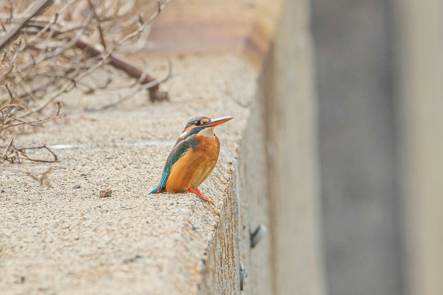 Seekor burung raja udang yang cerah bertengger di tepi beton