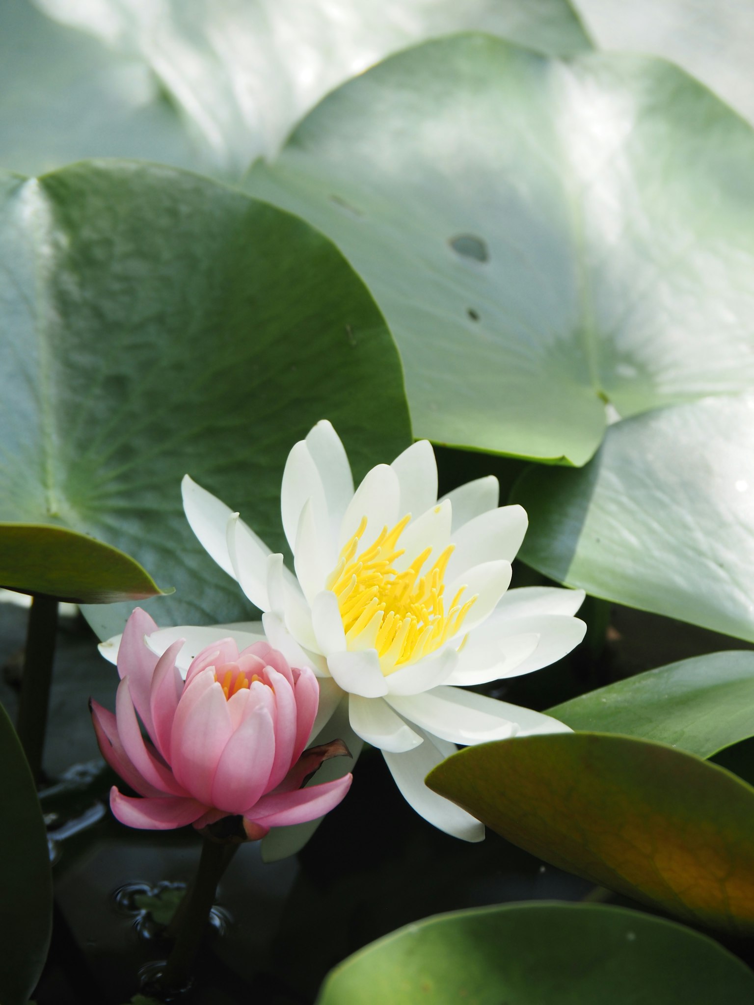 Lys d'eau blancs et roses flottant sur des feuilles vertes