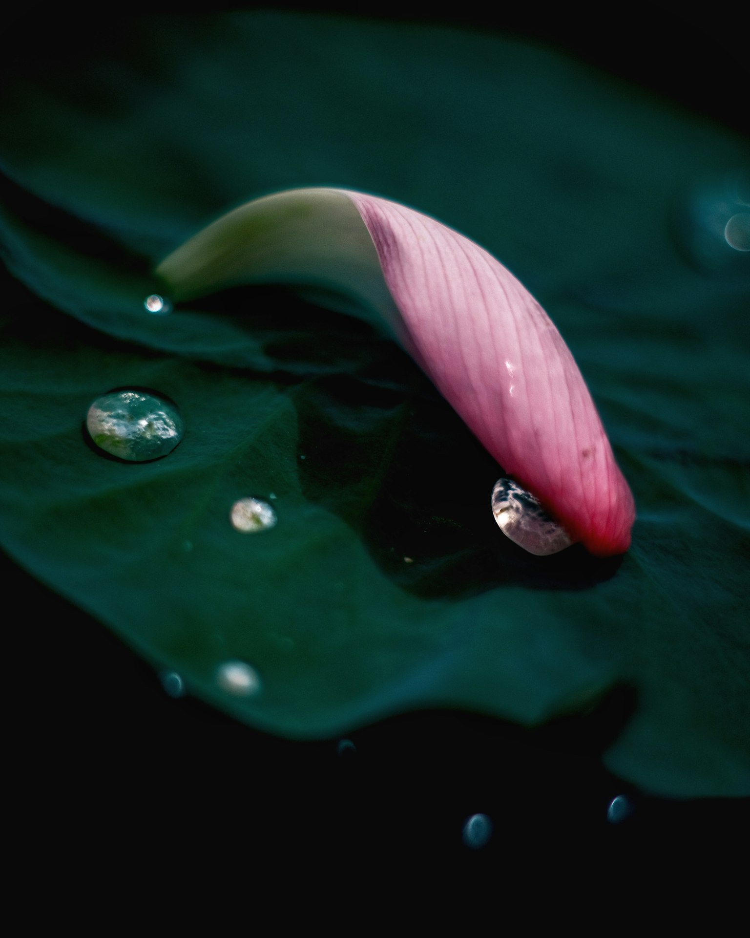 A pink petal resting on a green leaf with droplets of water
