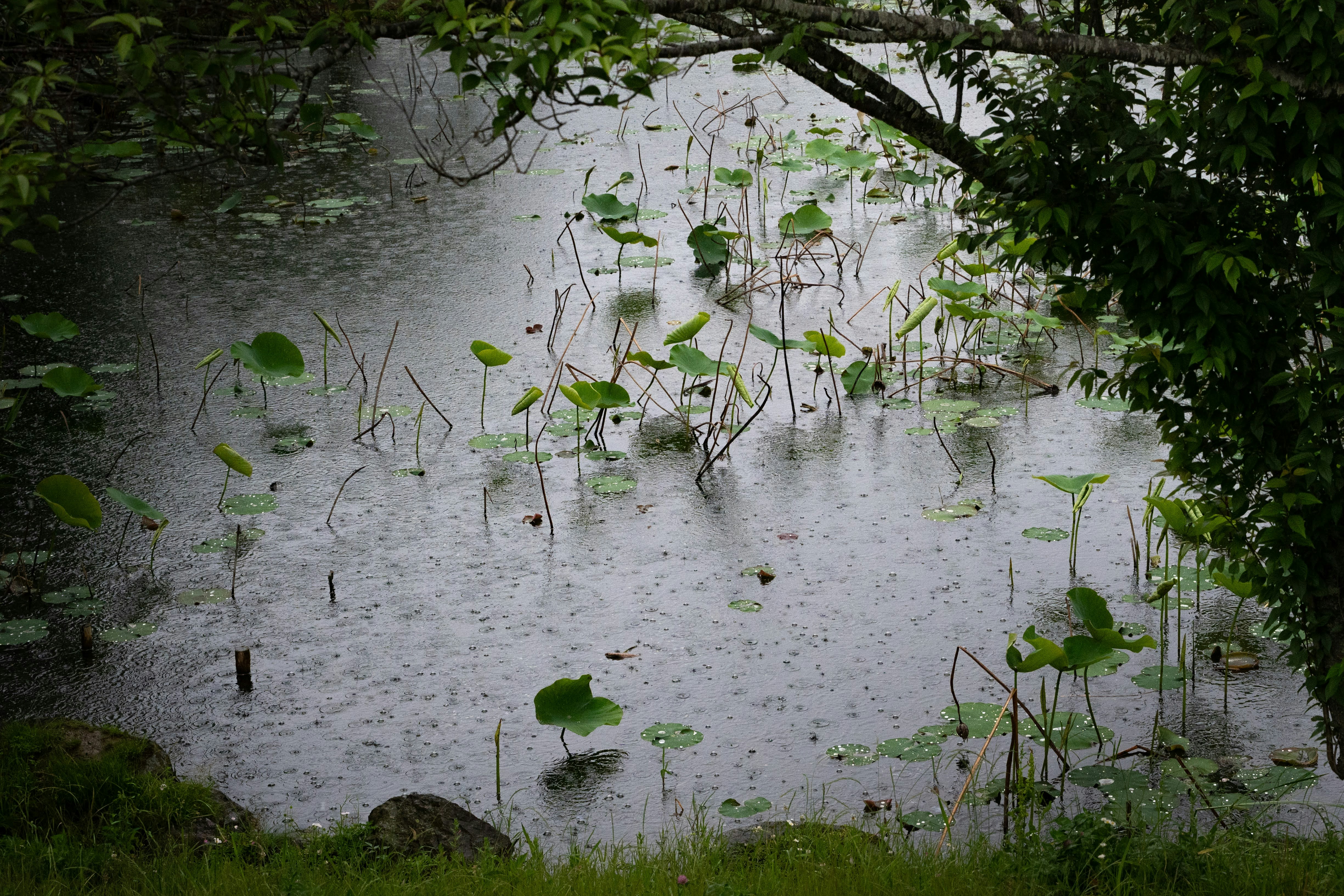 雨の降る蓮池の水面と水草