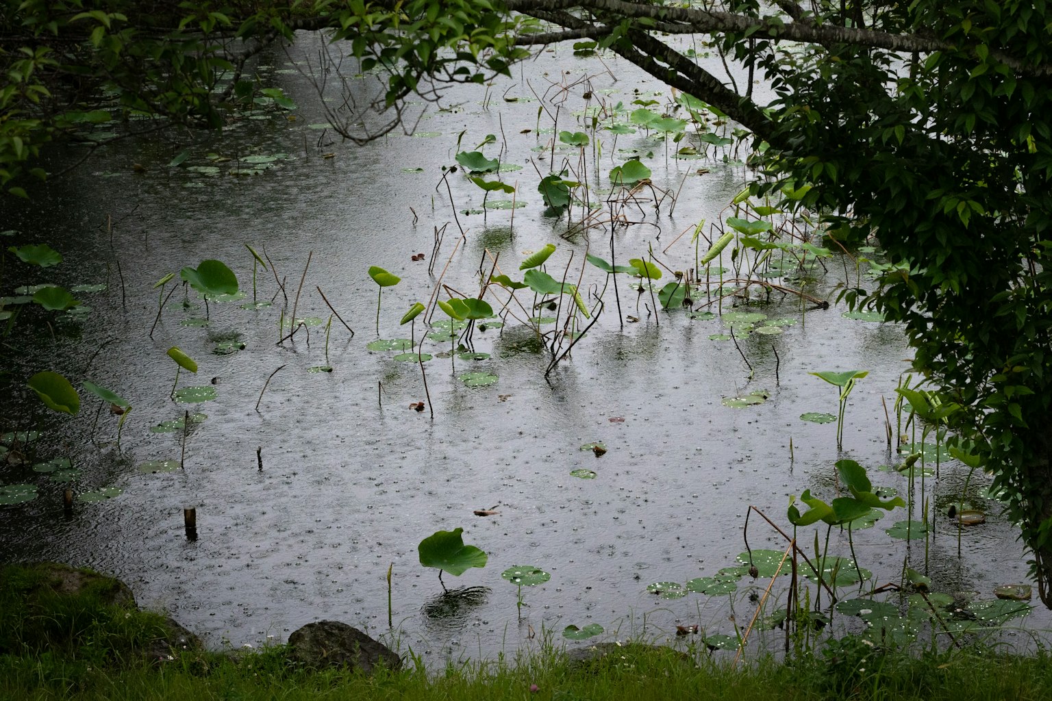 ใบบัวลอยอยู่ในบ่อน้ำในฝนพร้อมกับการสะท้อนบนผิวน้ำ