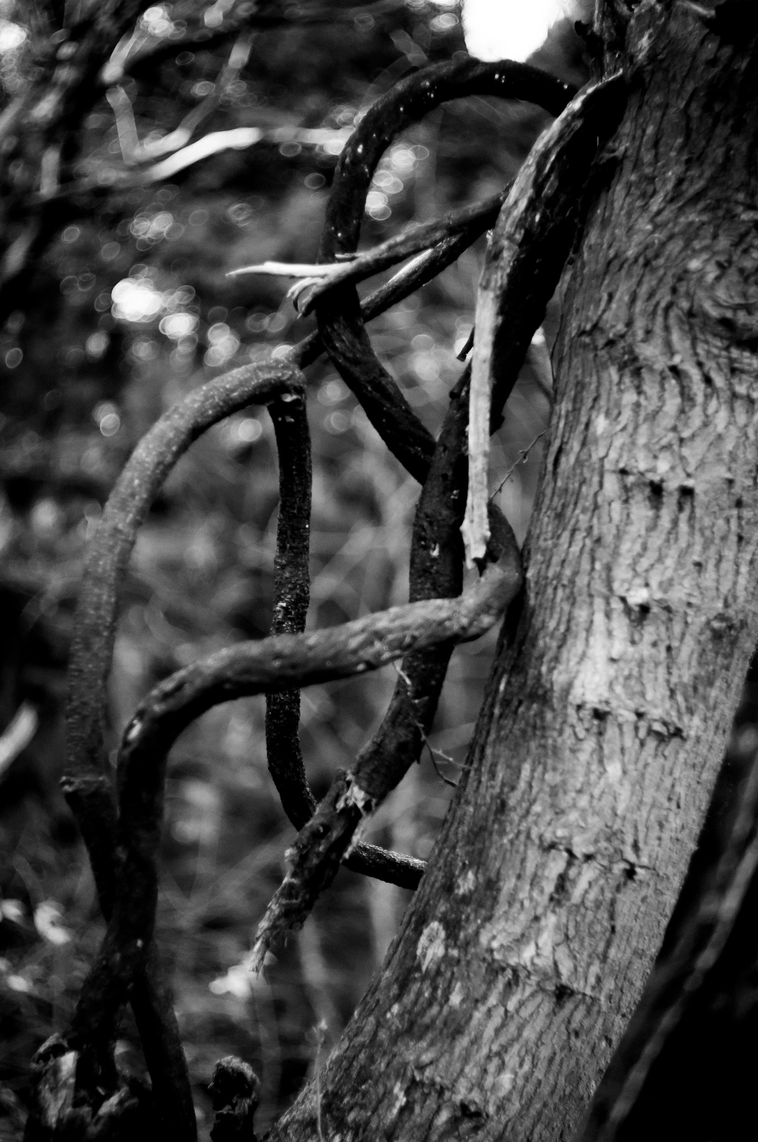 Foto in bianco e nero di rami attorcigliati attorno a un tronco d'albero