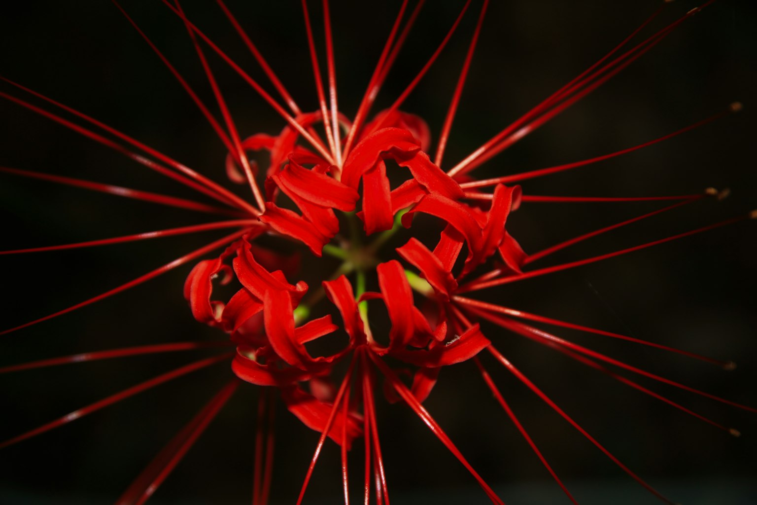Groupe de pétales de fleur rouge rayonnant du centre