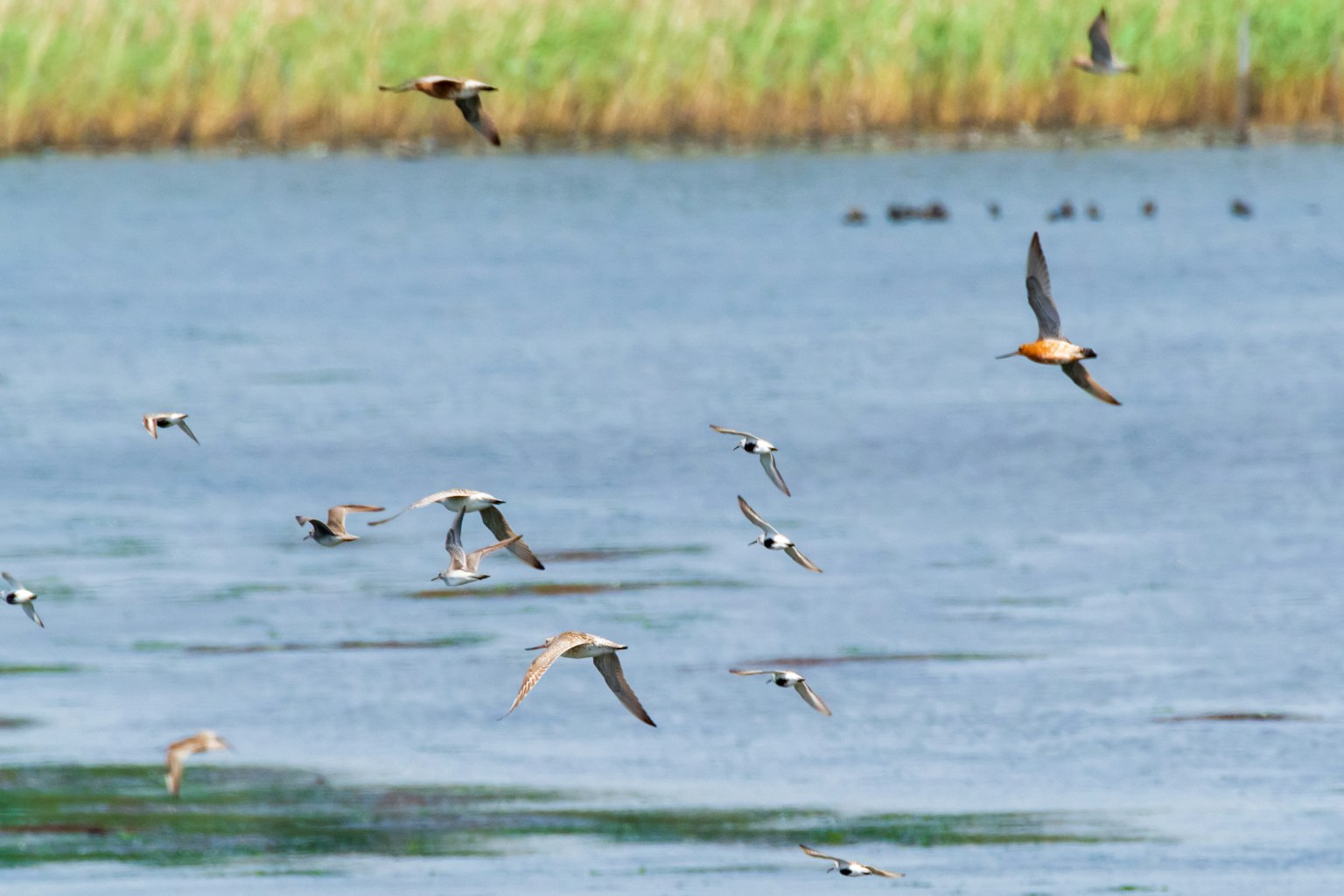 Un groupe d'oiseaux volant au-dessus d'un plan d'eau avec de l'herbe verte en arrière-plan