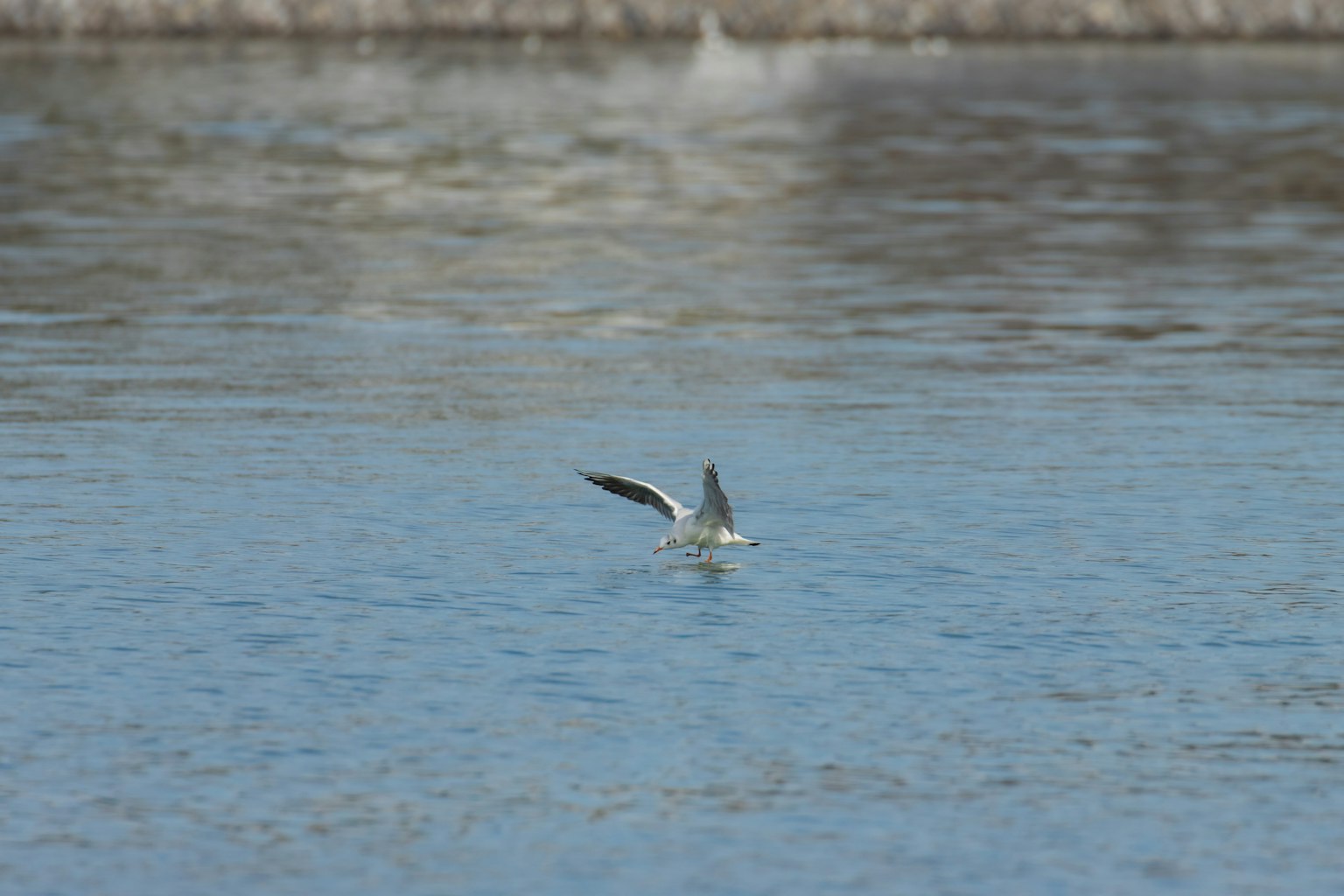 Vogel, der über die Wasseroberfläche mit ruhigen blauen Farbtönen fliegt