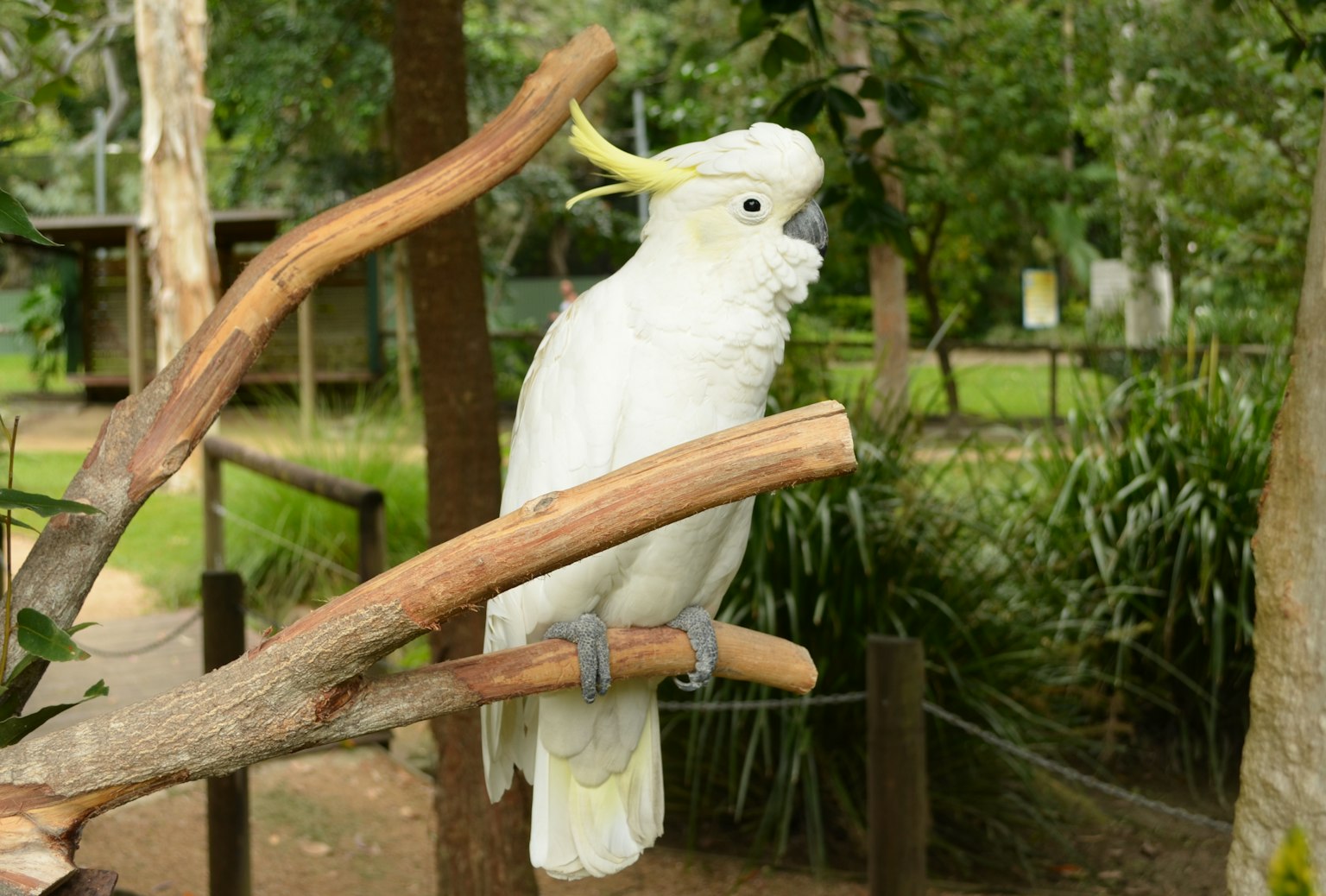Ein weißer Kakadu, der auf einem Ast in einer natürlichen Umgebung sitzt