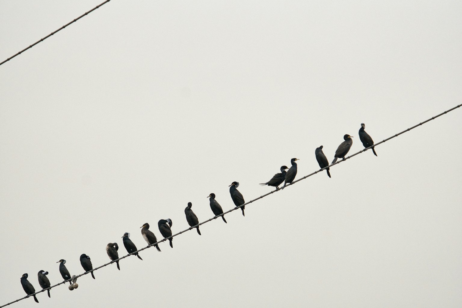 Siluet burung hitam yang duduk di atas kabel listrik