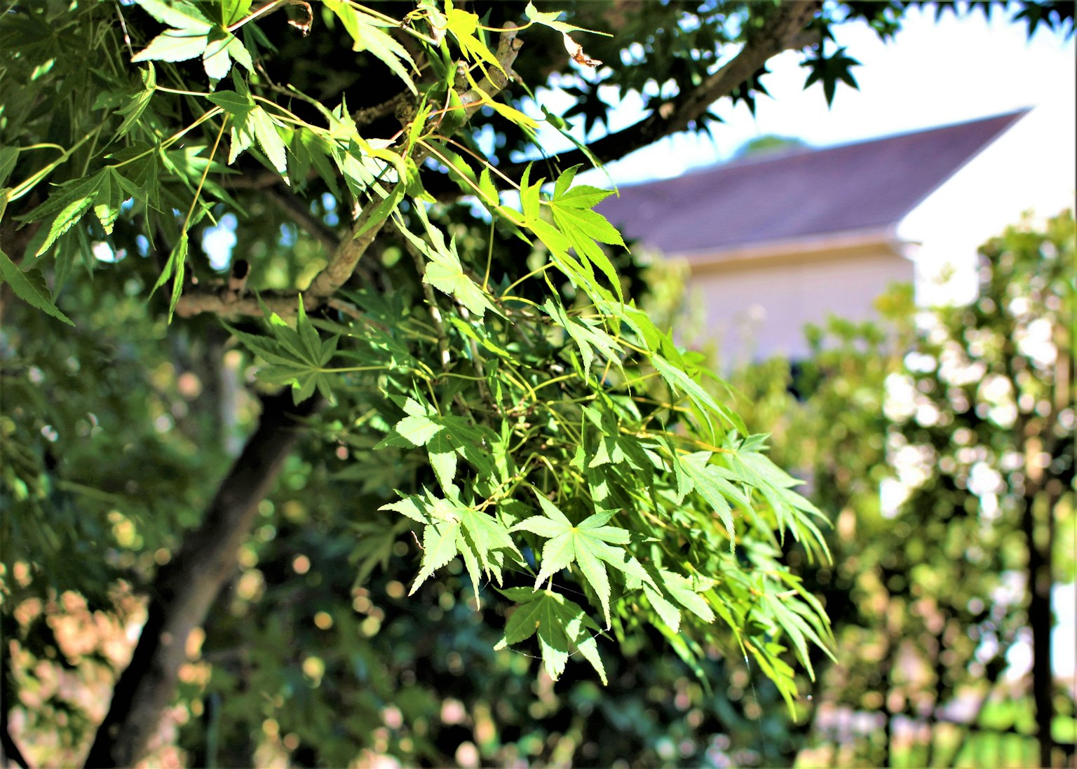 Daun maple hijau dengan rumah di latar belakang