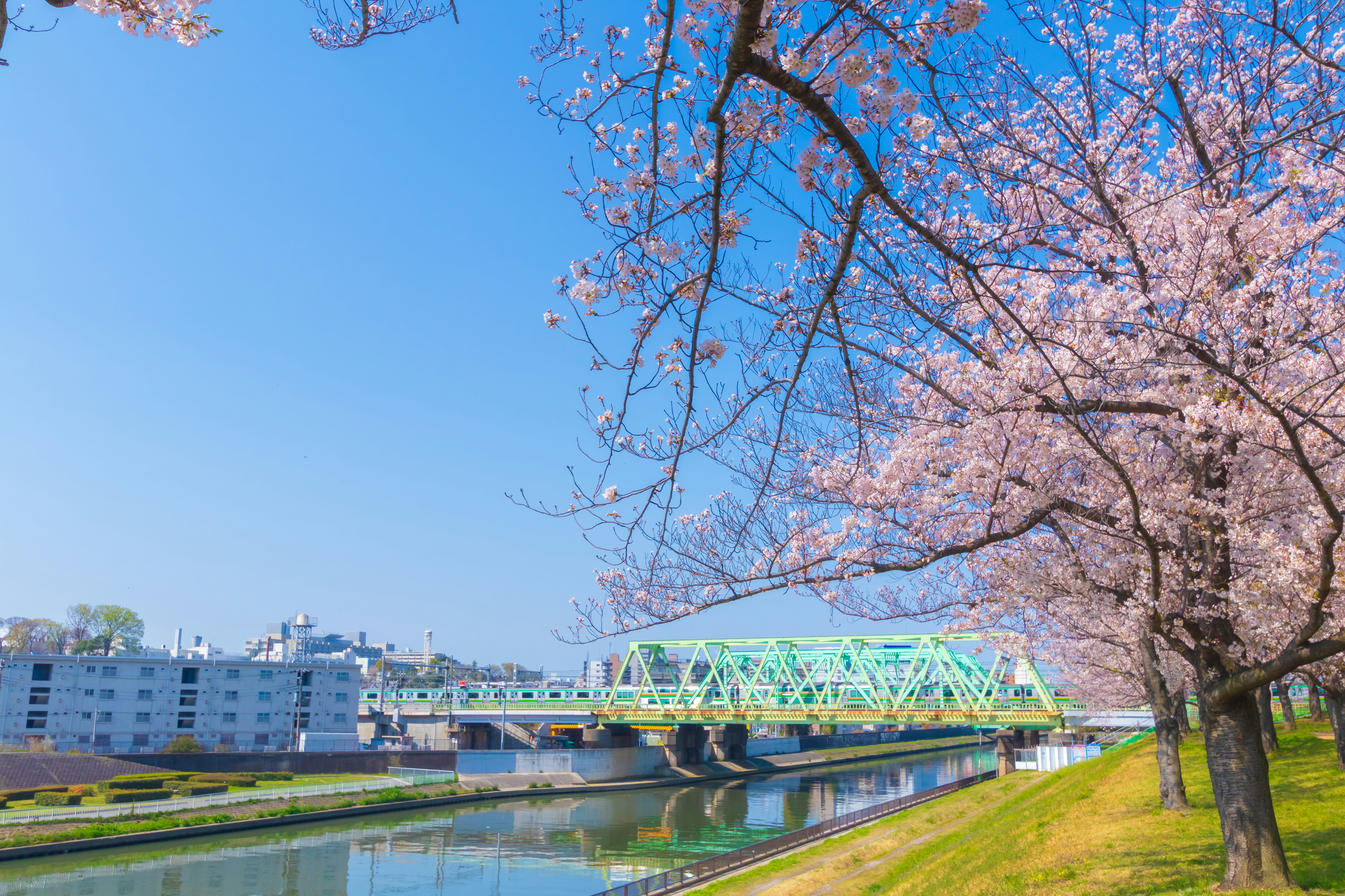 Floración de cerezos junto a un césped ribereño y un puente verde bajo un cielo azul