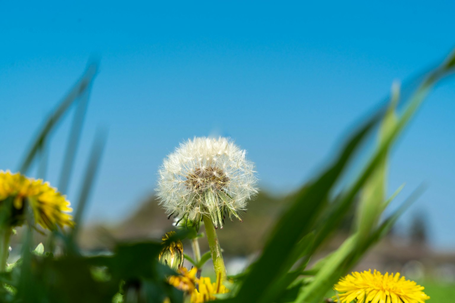 Sebuah bola dandelion putih dengan bunga dandelion kuning di bawah langit biru cerah
