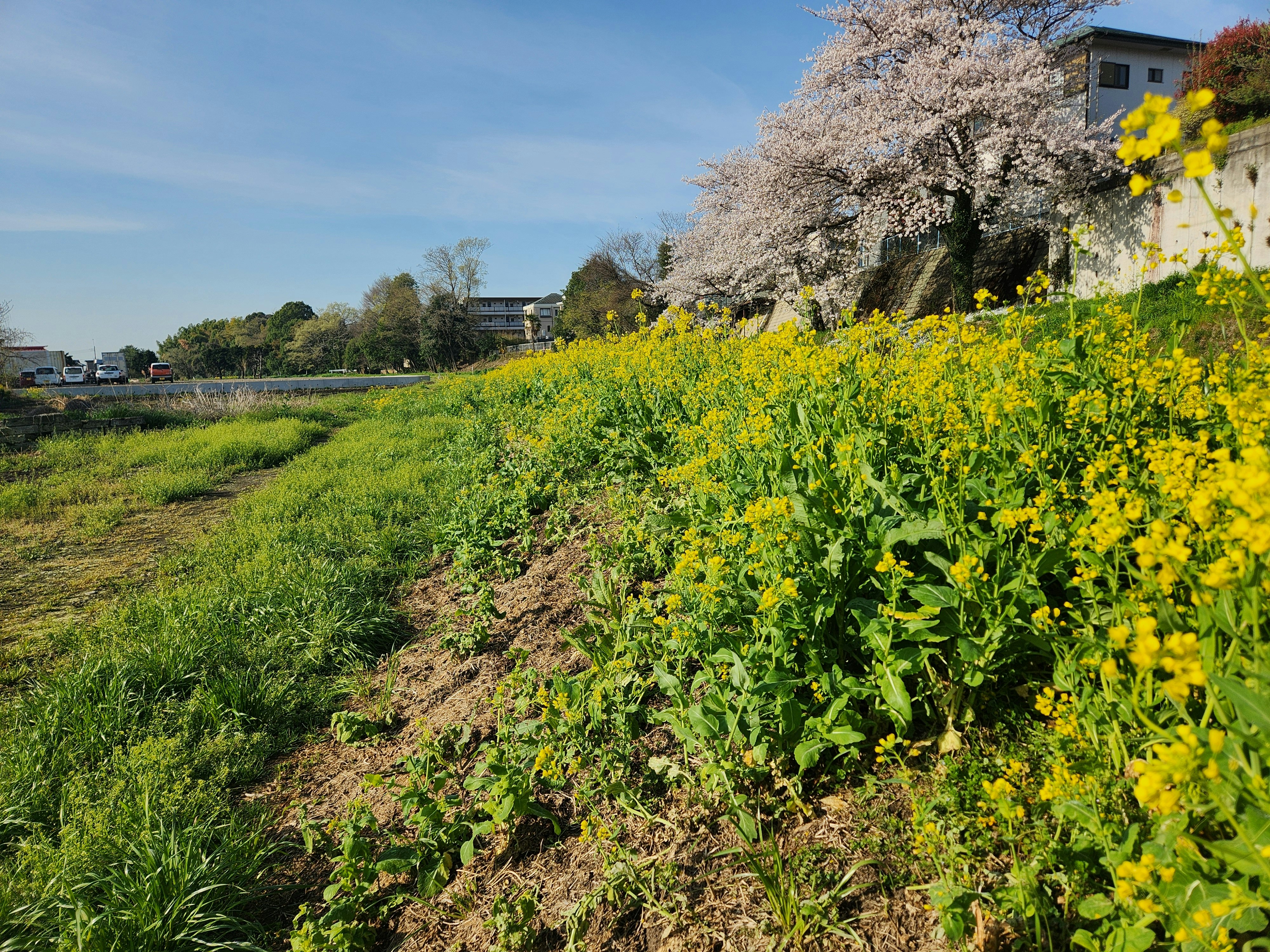菜の花が咲く土手と桜の並木