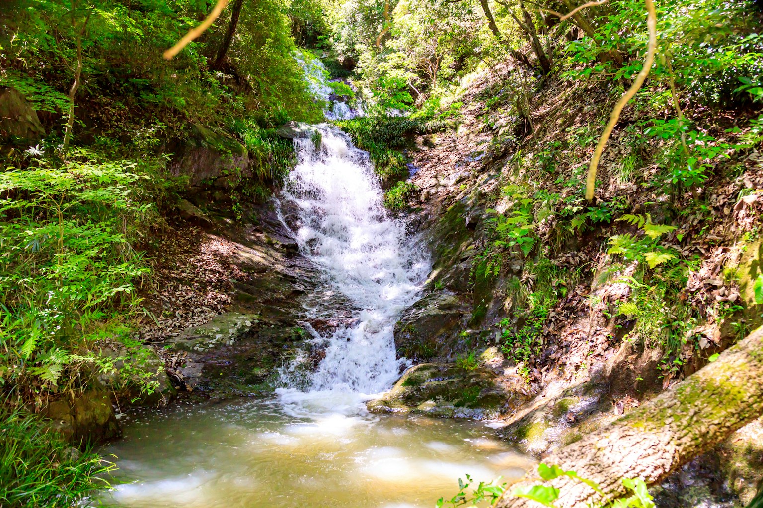 Un paesaggio sereno con una piccola cascata circondata da vegetazione lussureggiante