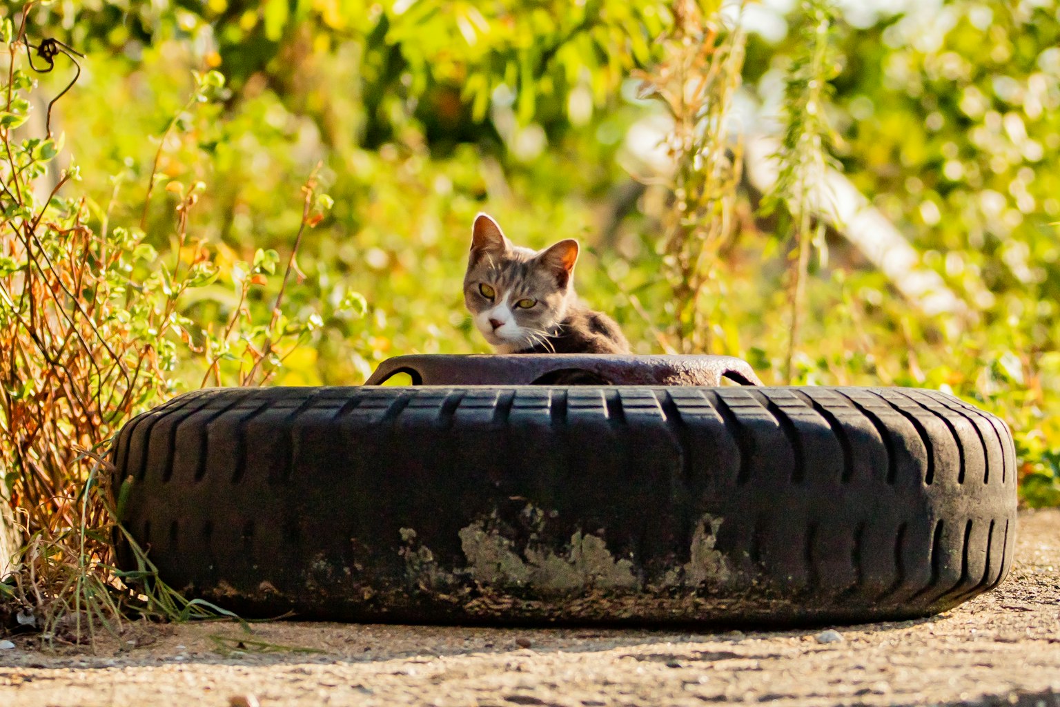 Gatto che riposa su un pneumatico circondato da piante verdi