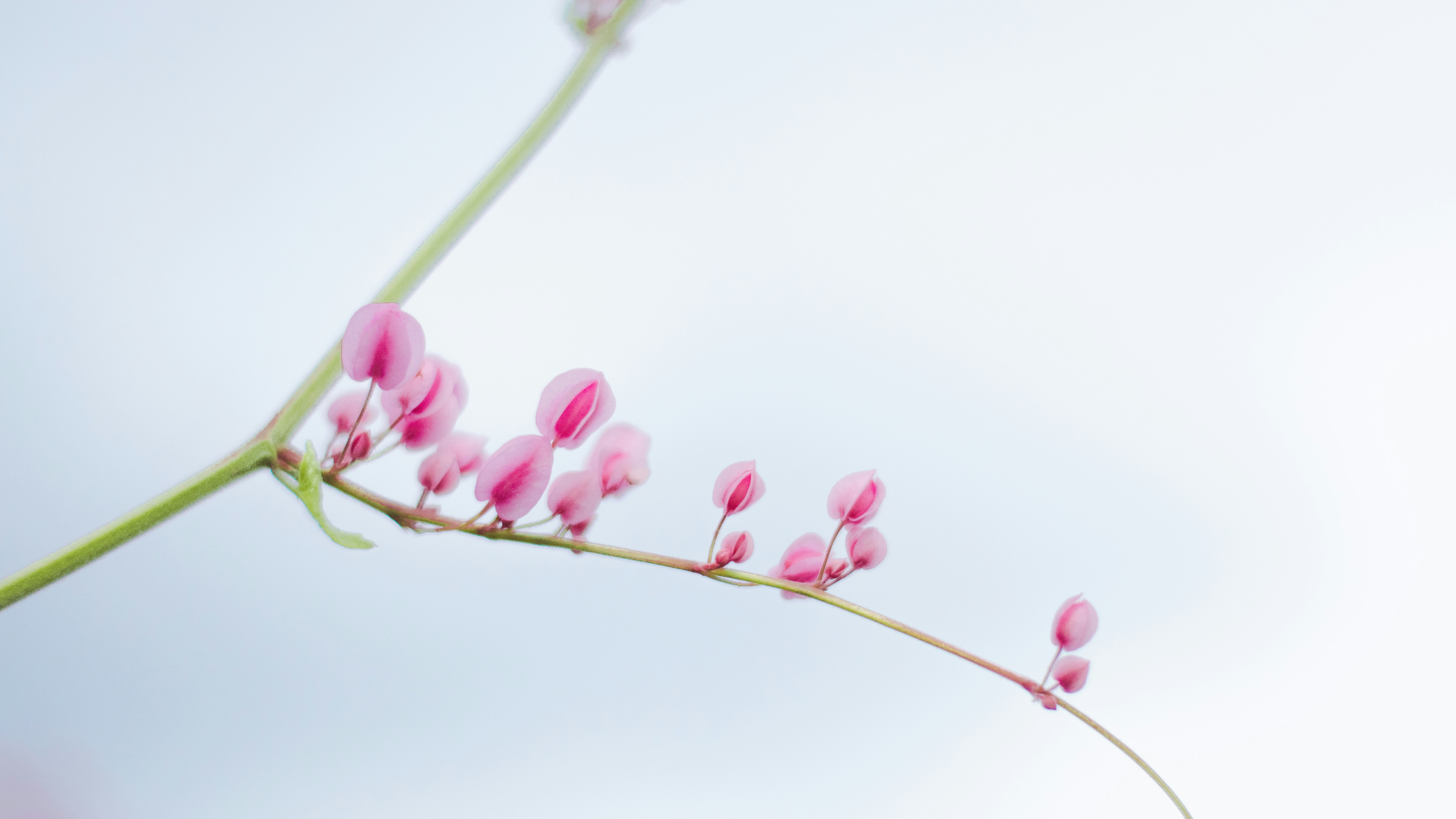 白背景に咲くピンクの花の枝先