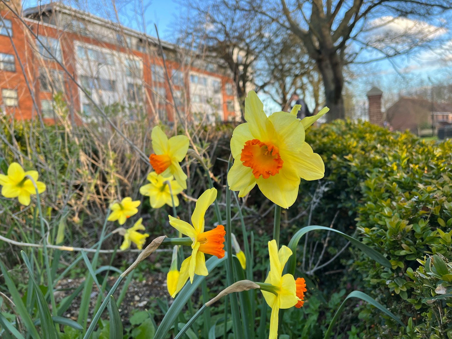 Narcisi gialli che fioriscono in un parco con un edificio sullo sfondo
