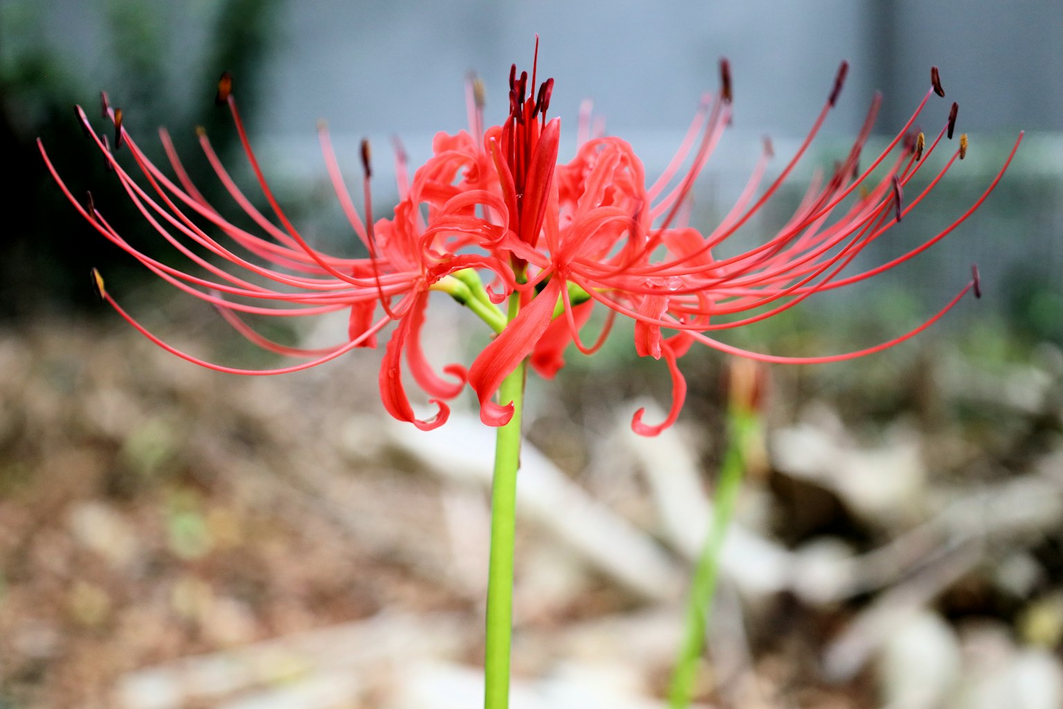 Close-up of a vibrant red flower featuring spider lily