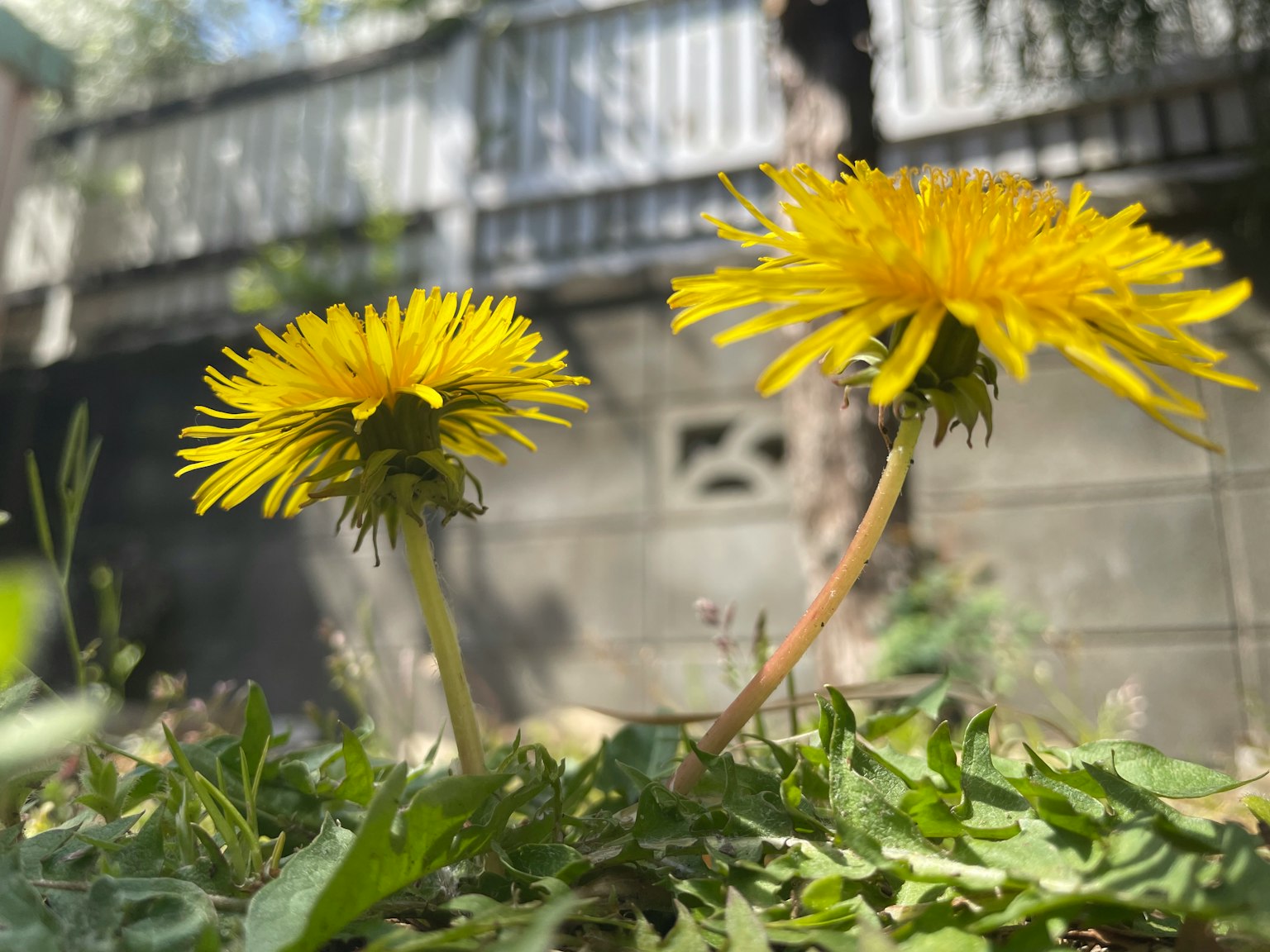 Dua dandelion kuning mekar di taman dengan daun hijau