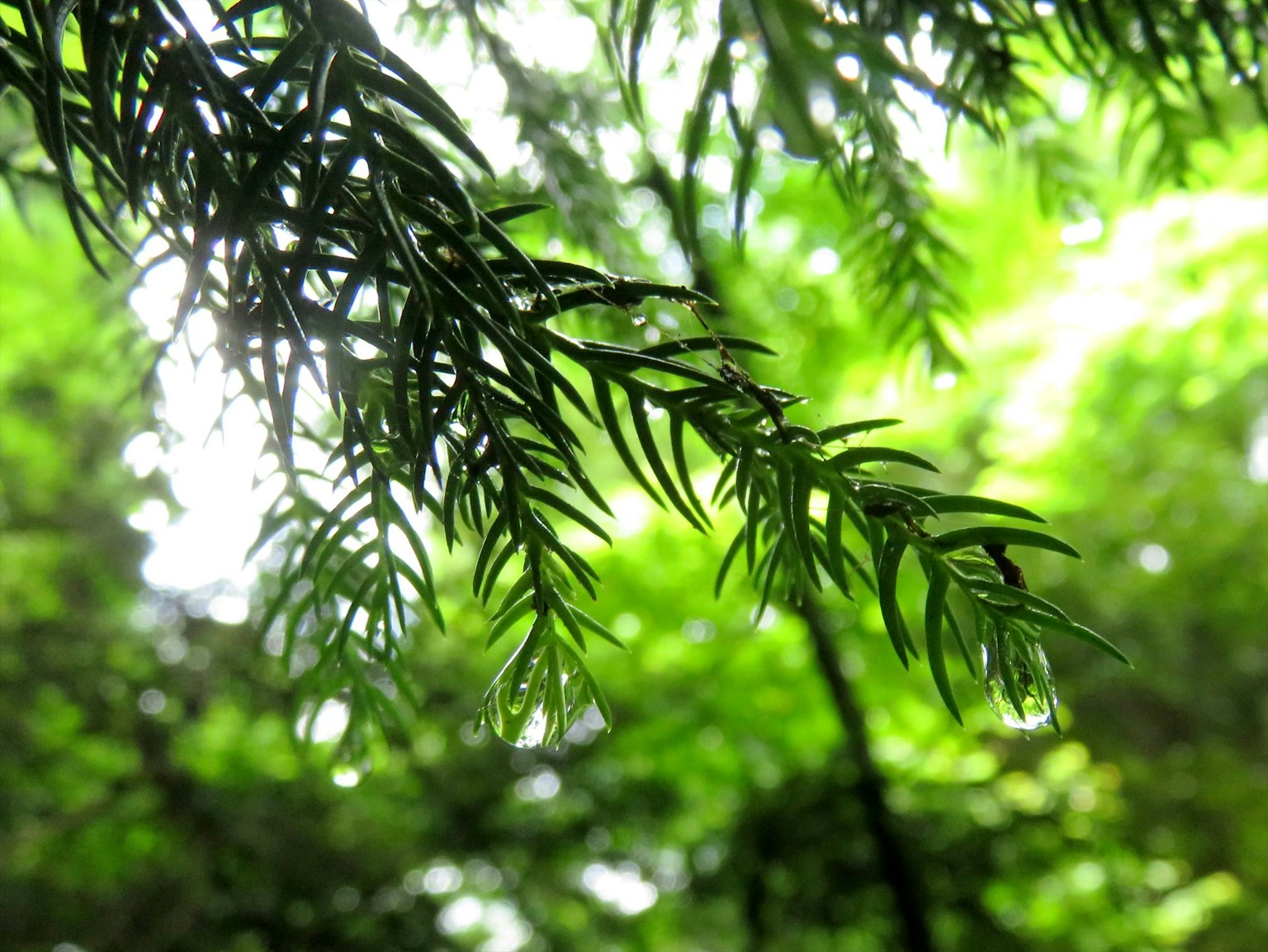Kedekatan daun hijau dengan tetesan air di hutan
