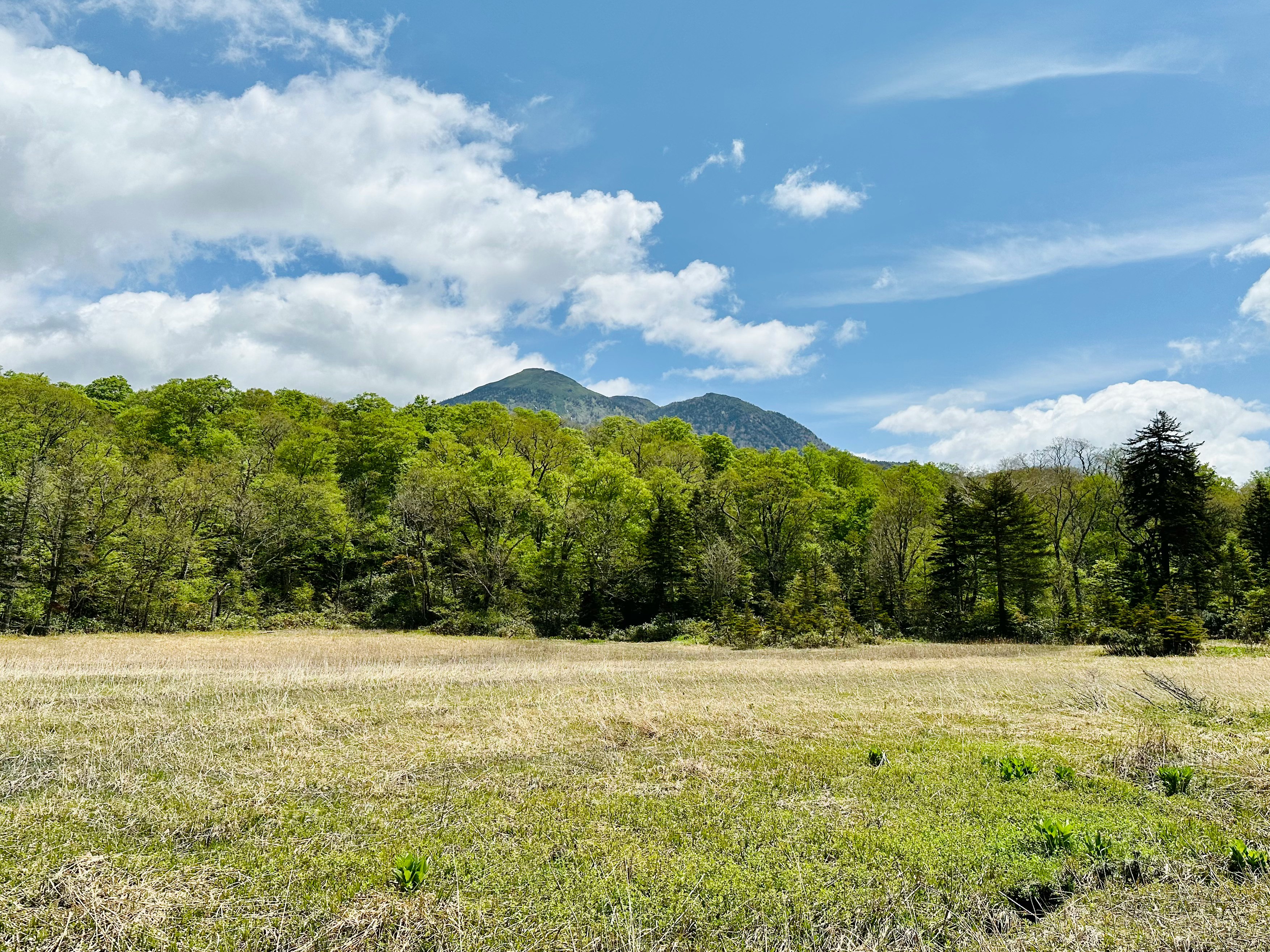 Berglandschaft mit Wiese und Wald