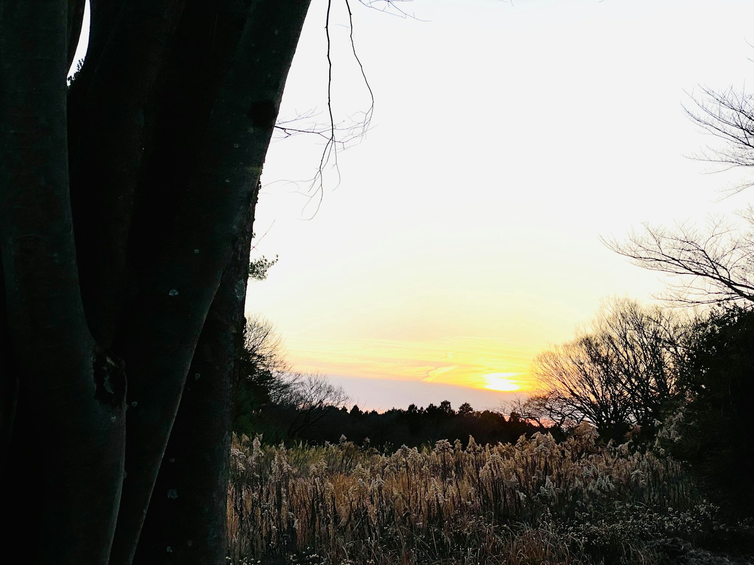 Silhouette of a tree against a sunset landscape