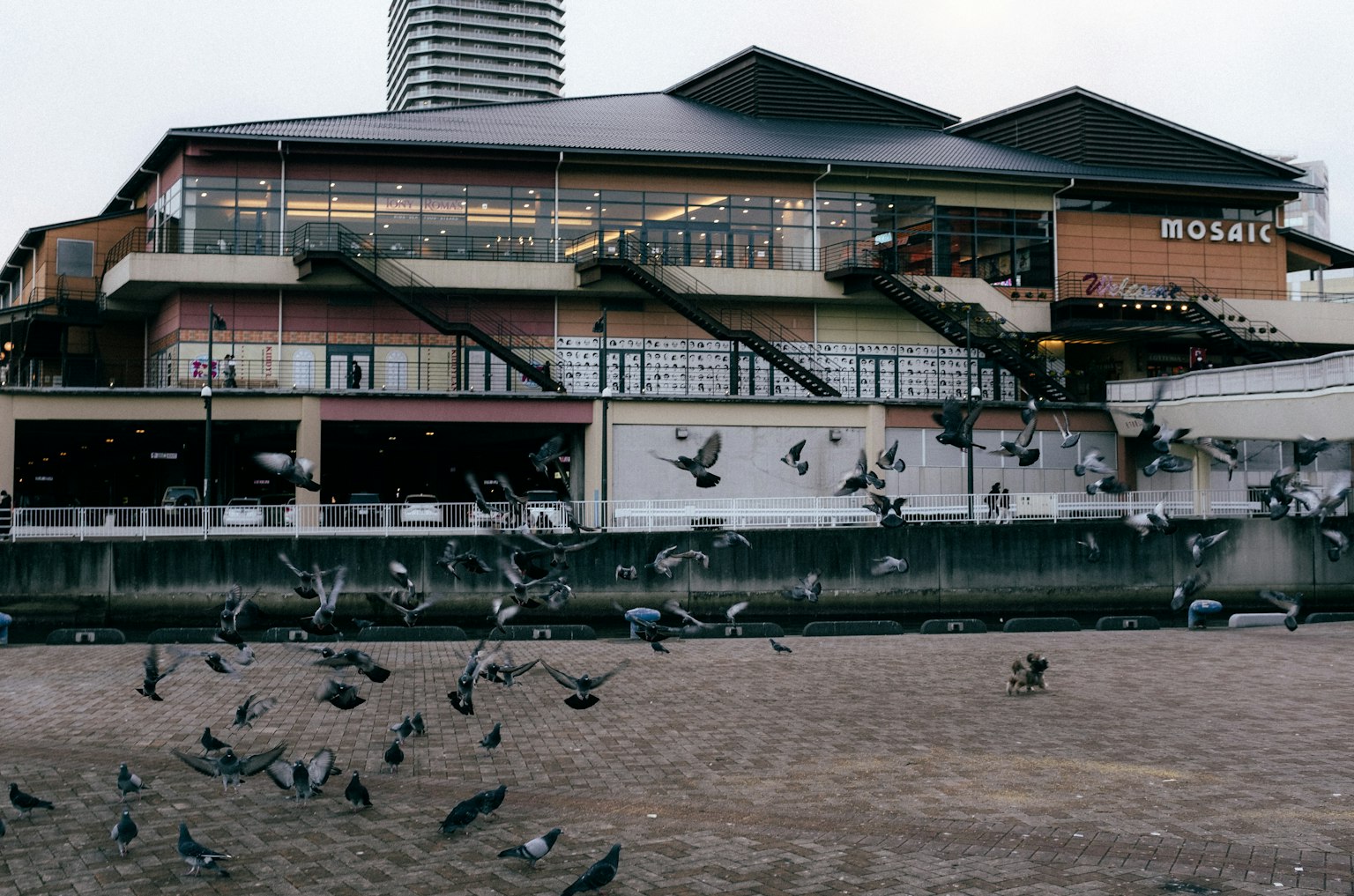 Edificio moderno junto al río con bandada de palomas en vuelo