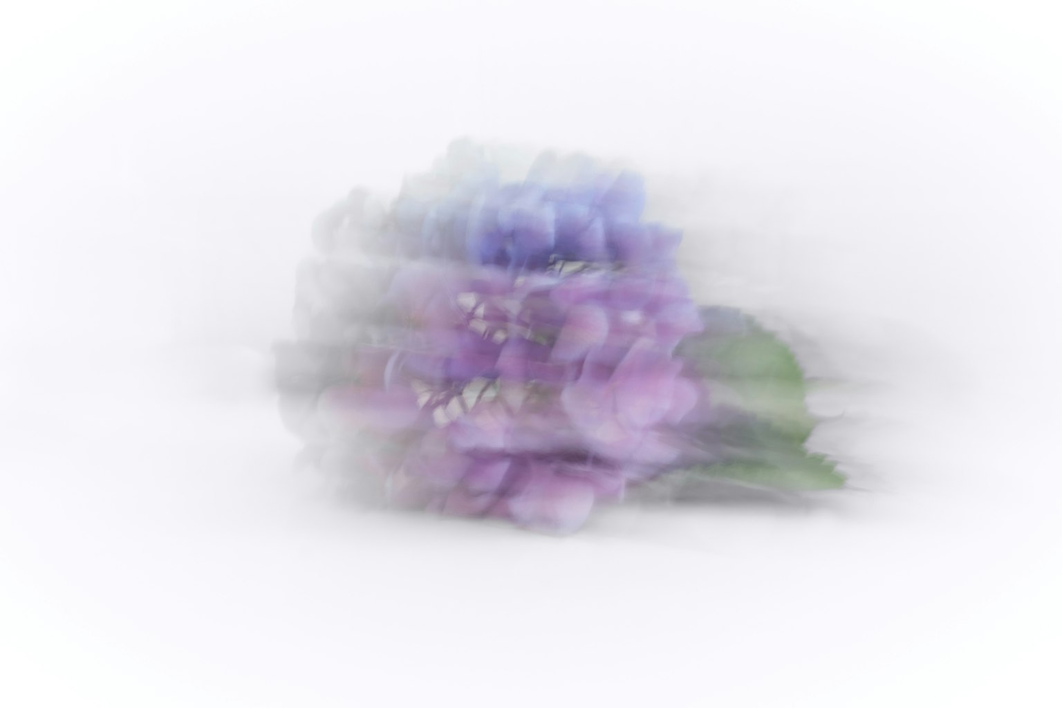 Immagine sfocata di un fiore viola