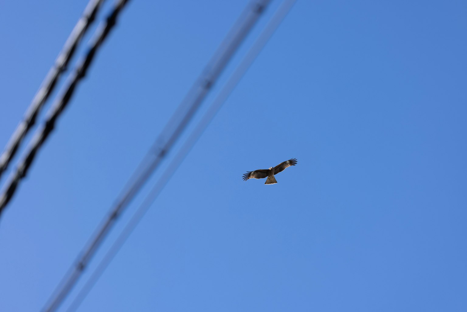 Falco che vola contro un cielo blu con linee elettriche