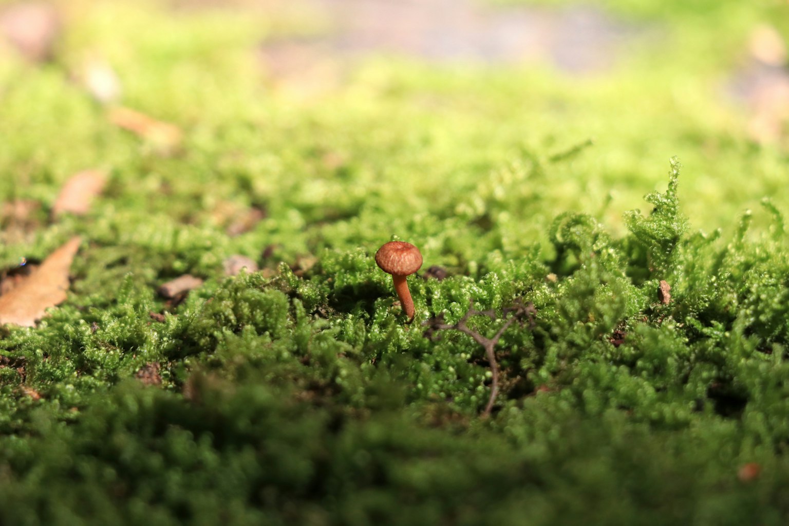Un petit champignon poussant au milieu de la mousse verte luxuriante