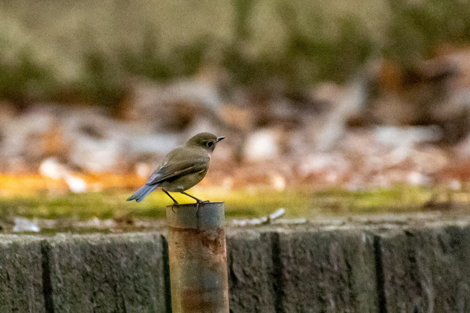 Un piccolo uccello in equilibrio su un palo di legno con sfondo verde sfocato e foglie cadute