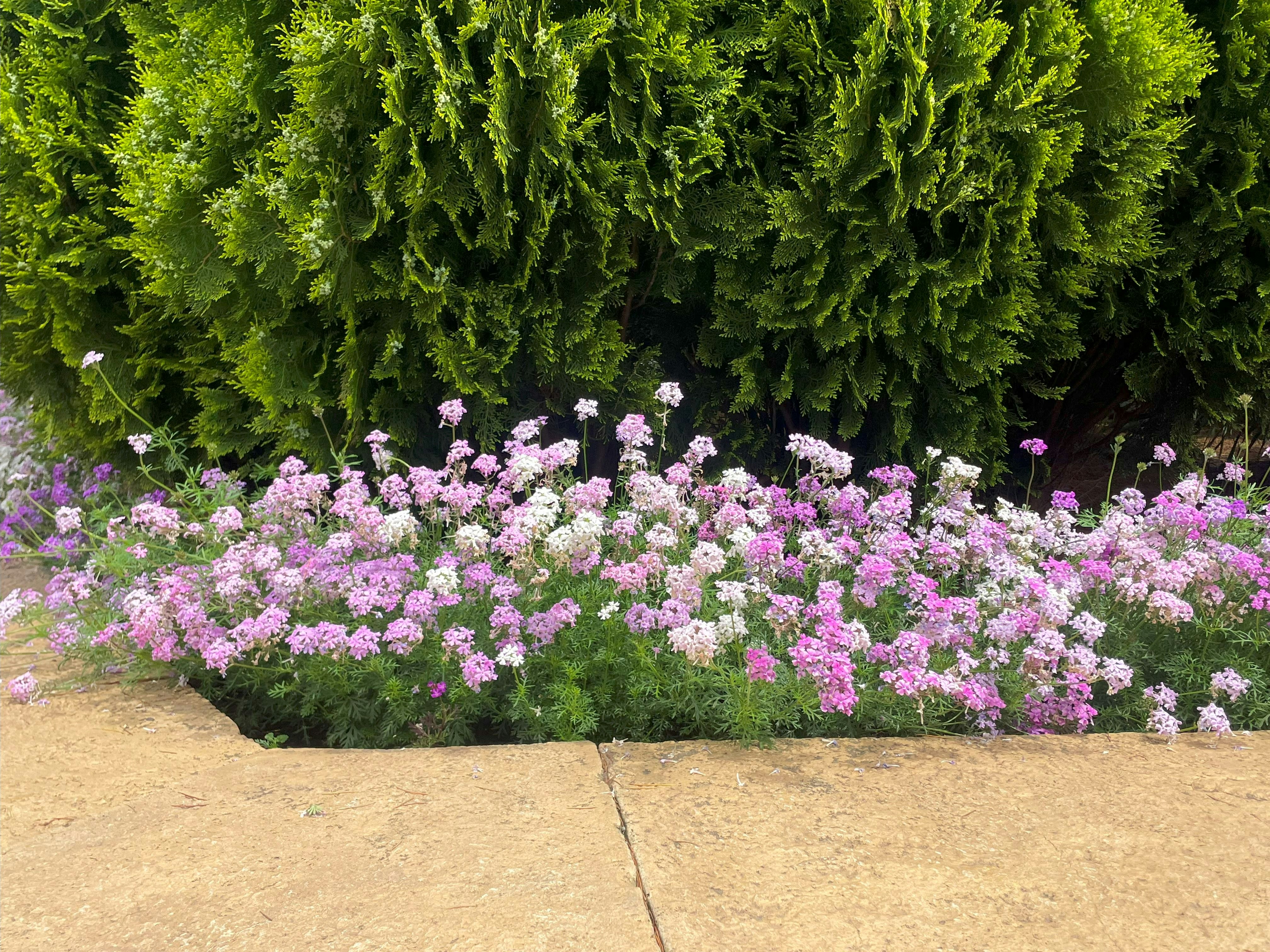 春の花壇に咲くピンクの花と鮮やかな緑の生け垣