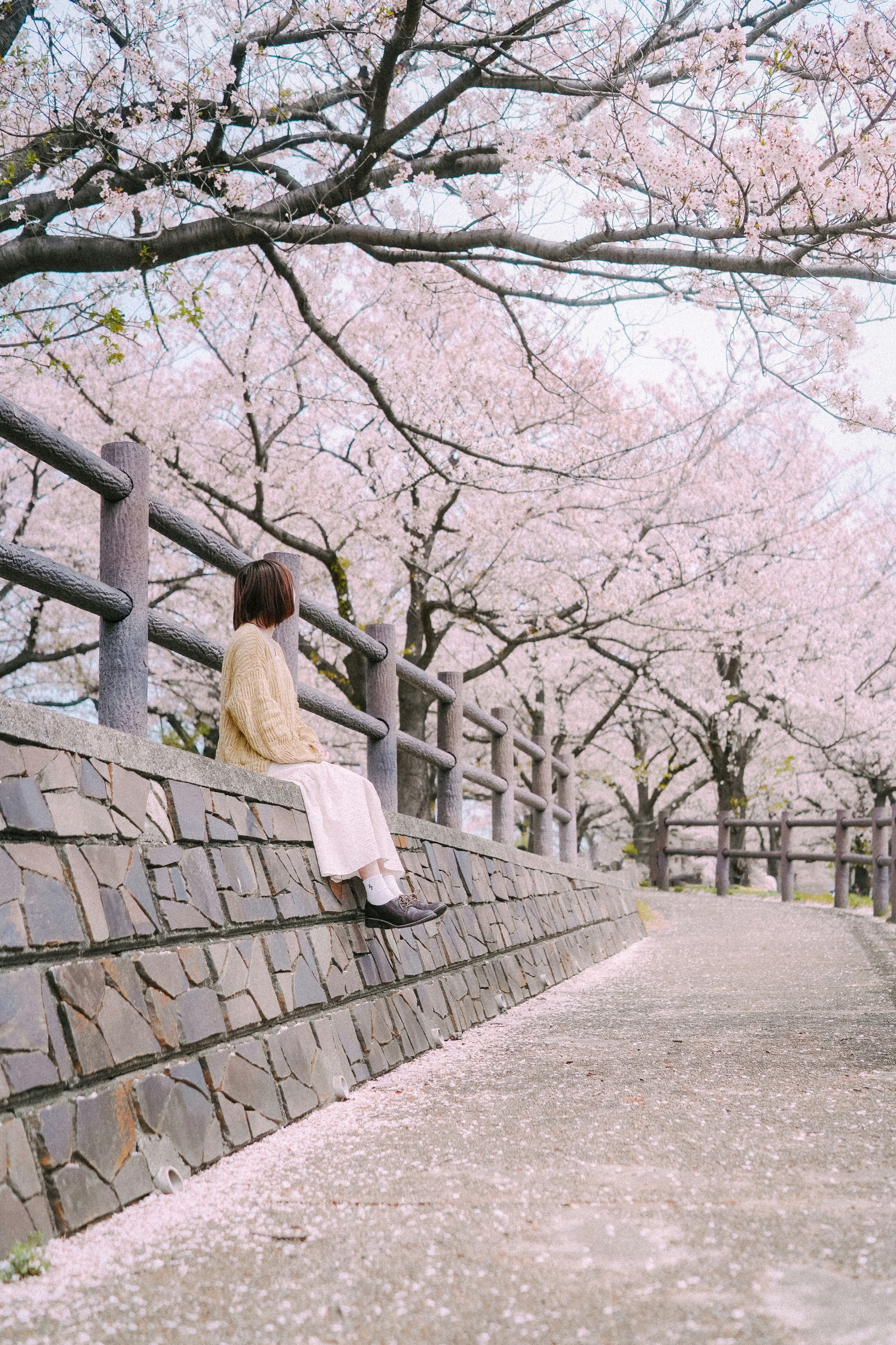 桜並木の石垣沿いを歩く女性