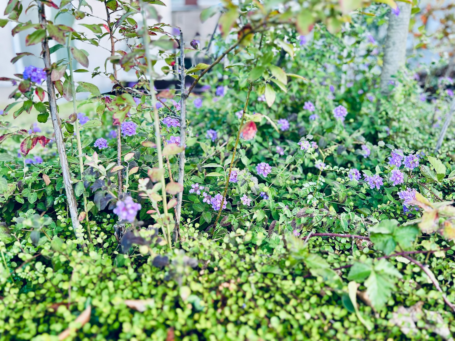 Una escena de jardín con plantas verdes y pequeñas flores moradas