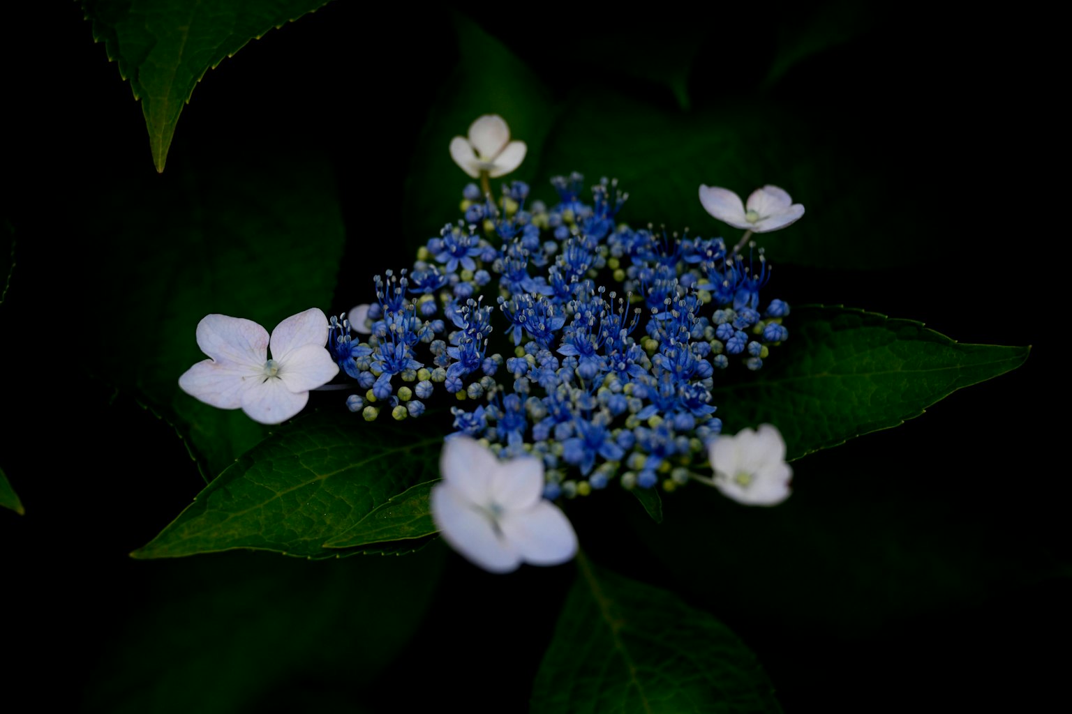 Cluster of blue flowers surrounded by white flowers on green leaves