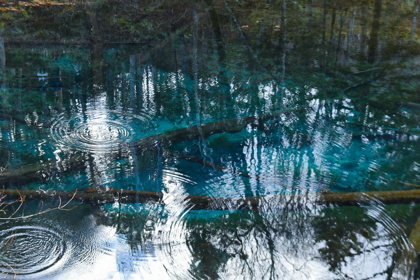 水面に映る木々の波紋が広がる森の池